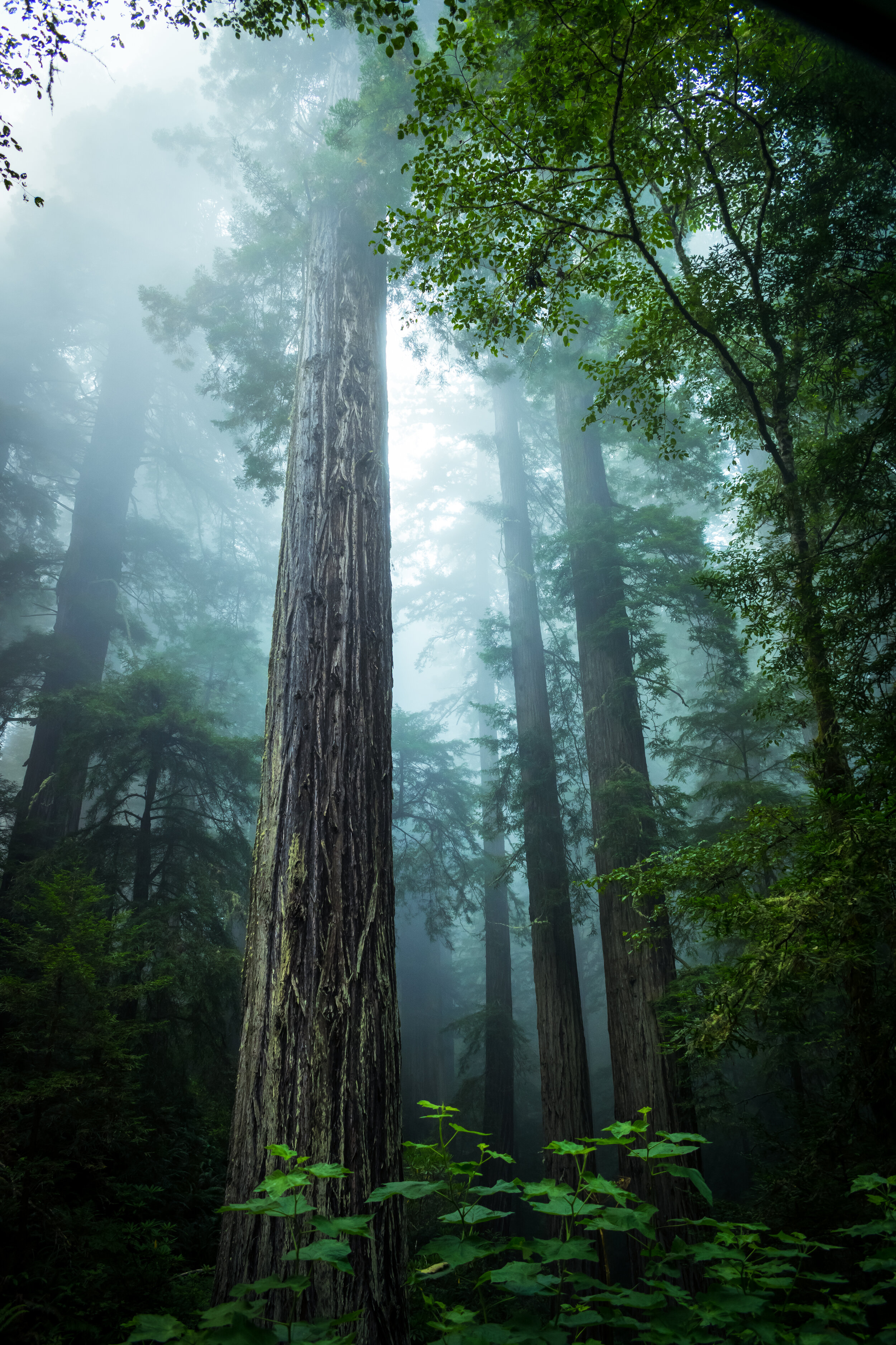 northern-california-redwood-trees.jpg