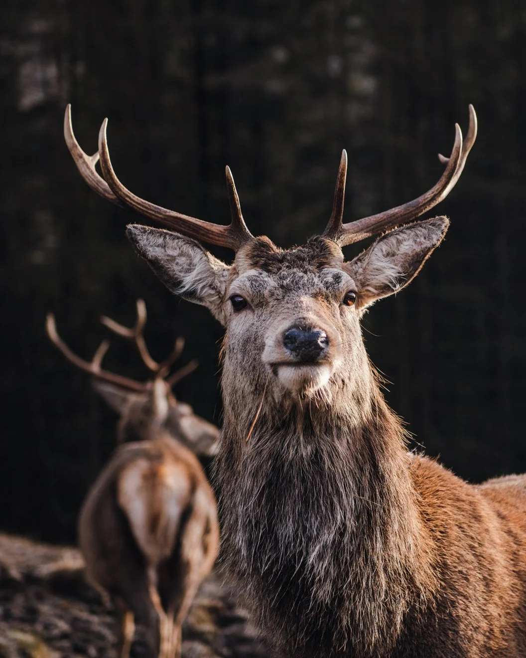 stag-scotland-kirsty-owen-photography.jpg