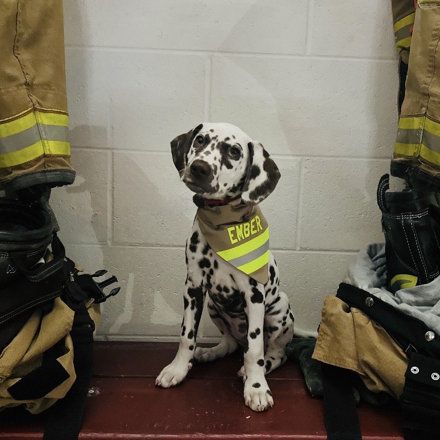 Ember, Fire House Pup