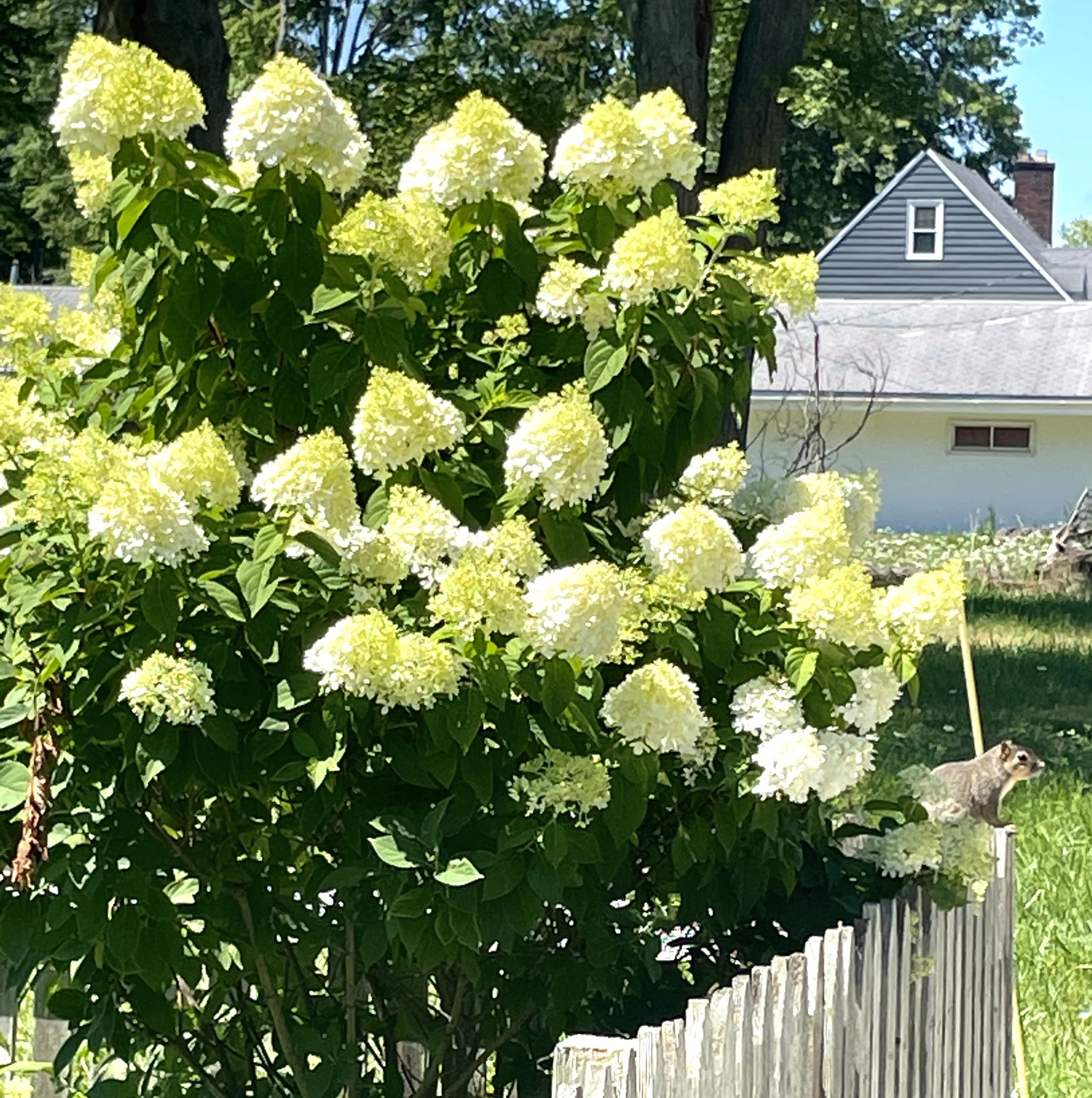 GOTL hydrangeas.JPG