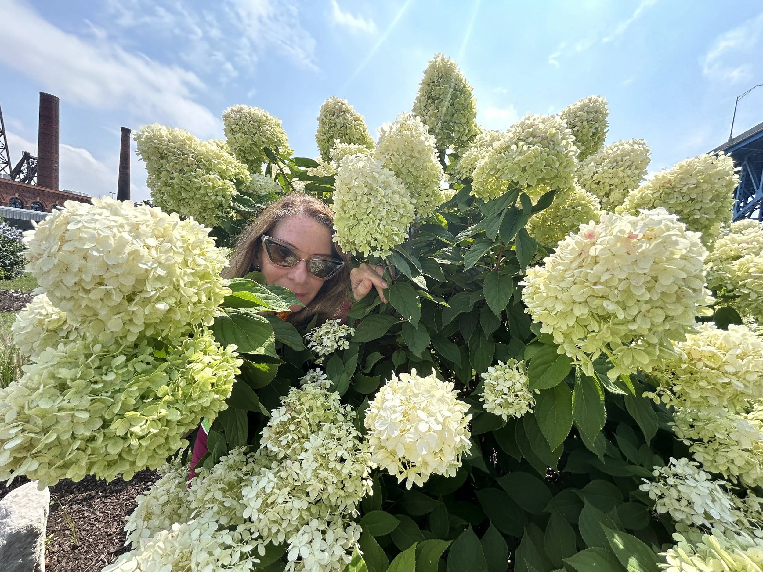 cleveland hydrangeas.JPG