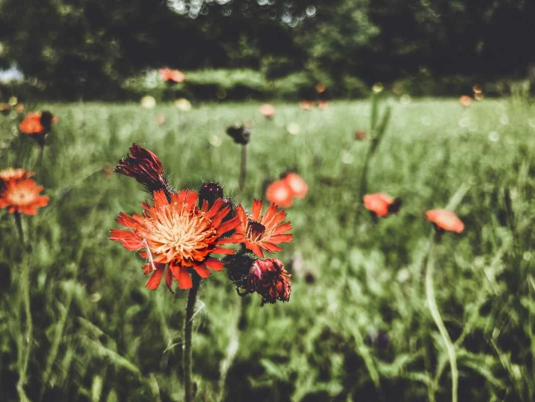 Minnesota wildflower picture by Rowan Myre.jpg