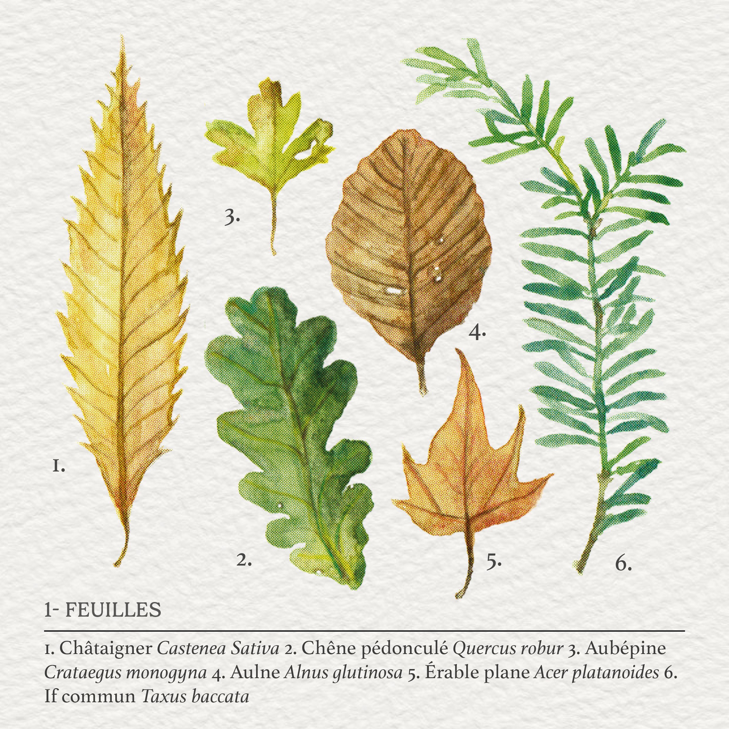 tree_leaves_illustration.jpg