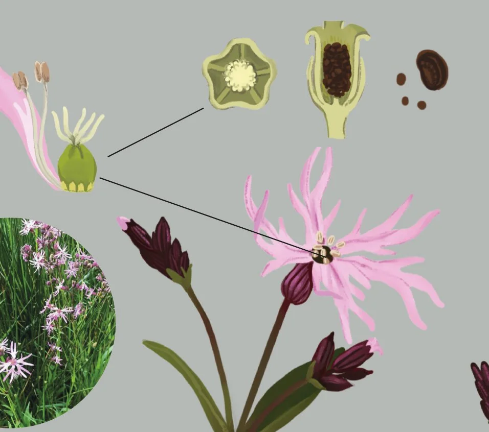 Illustrations botaniques