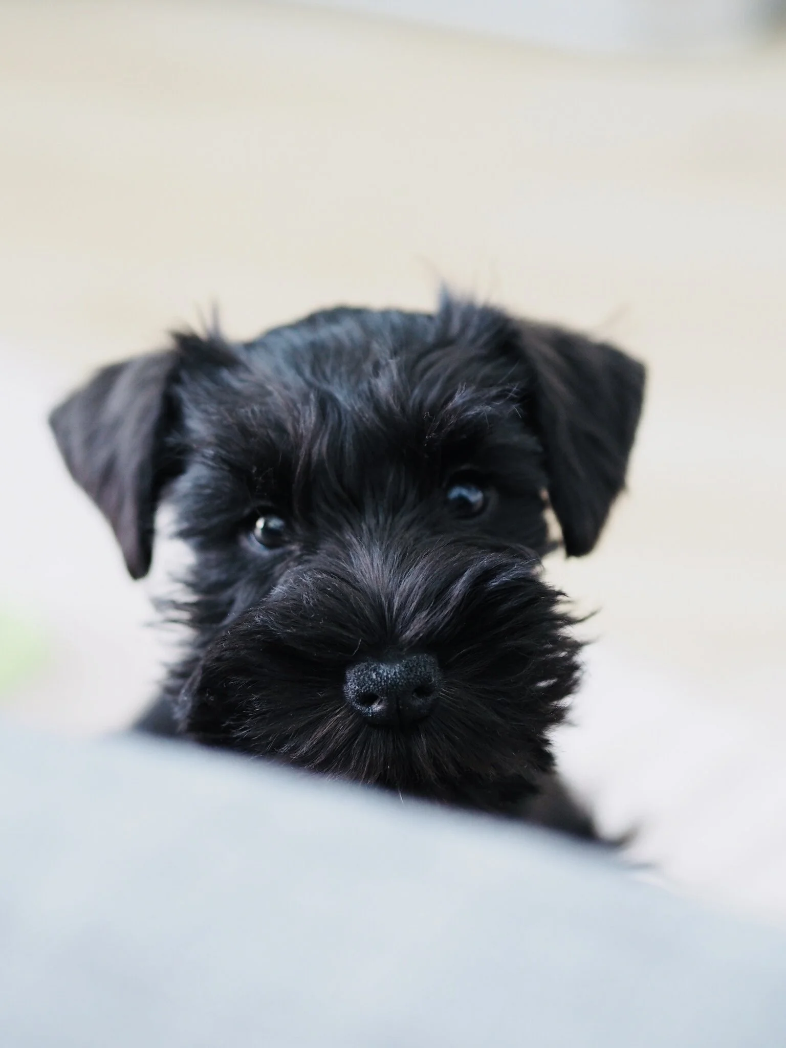 Mustavalkoinen koiranpentu katsoo kameraan.