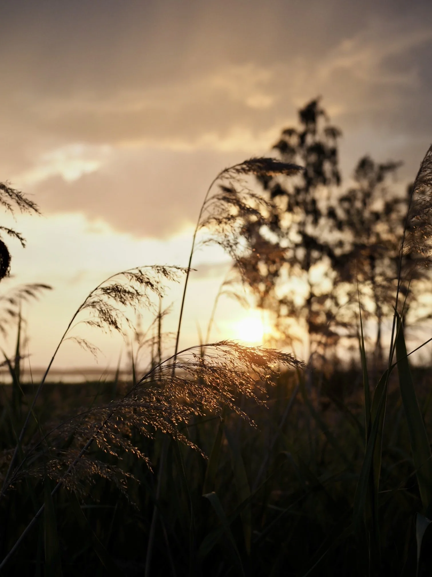 Auringonlasku niityllä, heinät etualalla ja puut taustalla.