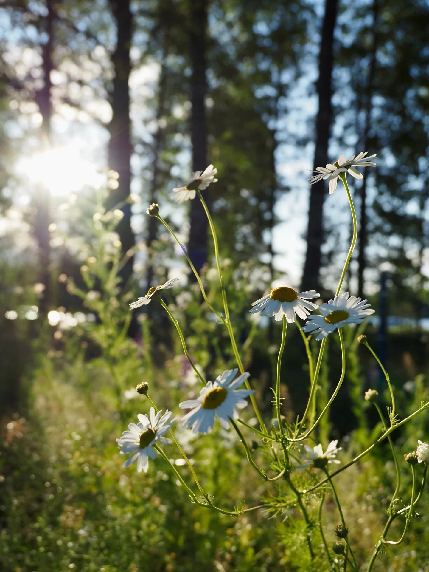Kes&auml; on t&auml;h&auml;n saakka ollut aika hektinen ja postailu t&auml;nne on j&auml;&auml;nyt t&ouml;iden ja muiden kiireiden takia ihan t&auml;ysin 🙉

T&auml;ss&auml; lyhyesti mun kuulumisia parilta viime kuukaudelta ✨

💻 T&ouml;it&auml; on t