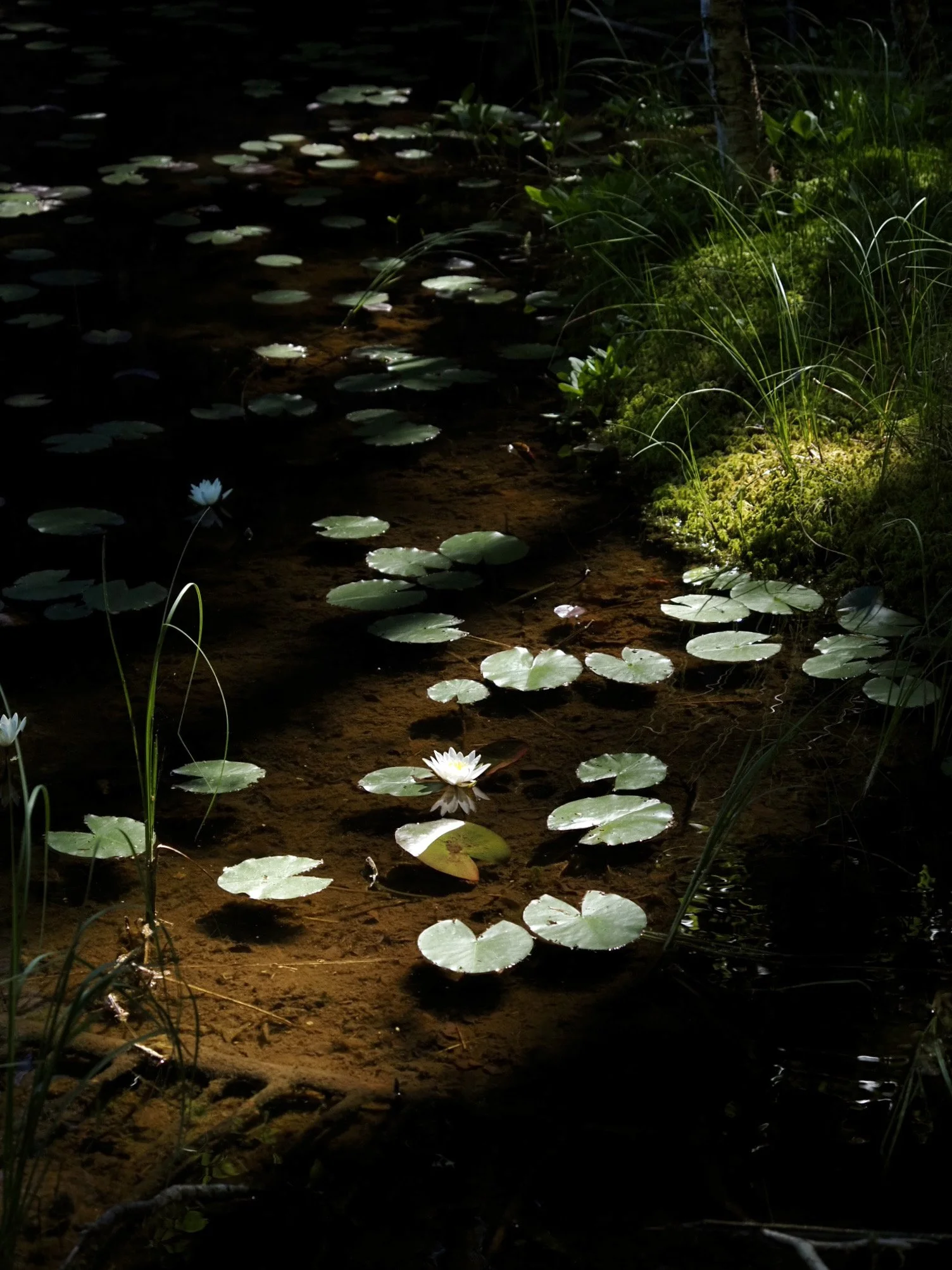 Tumma metsämaisema, jossa on lampi täynnä lumpeenlehtiä ja valkoisia lumpeenkukkia, ympäröitynä vihreällä sammalella ja ruohikolla.