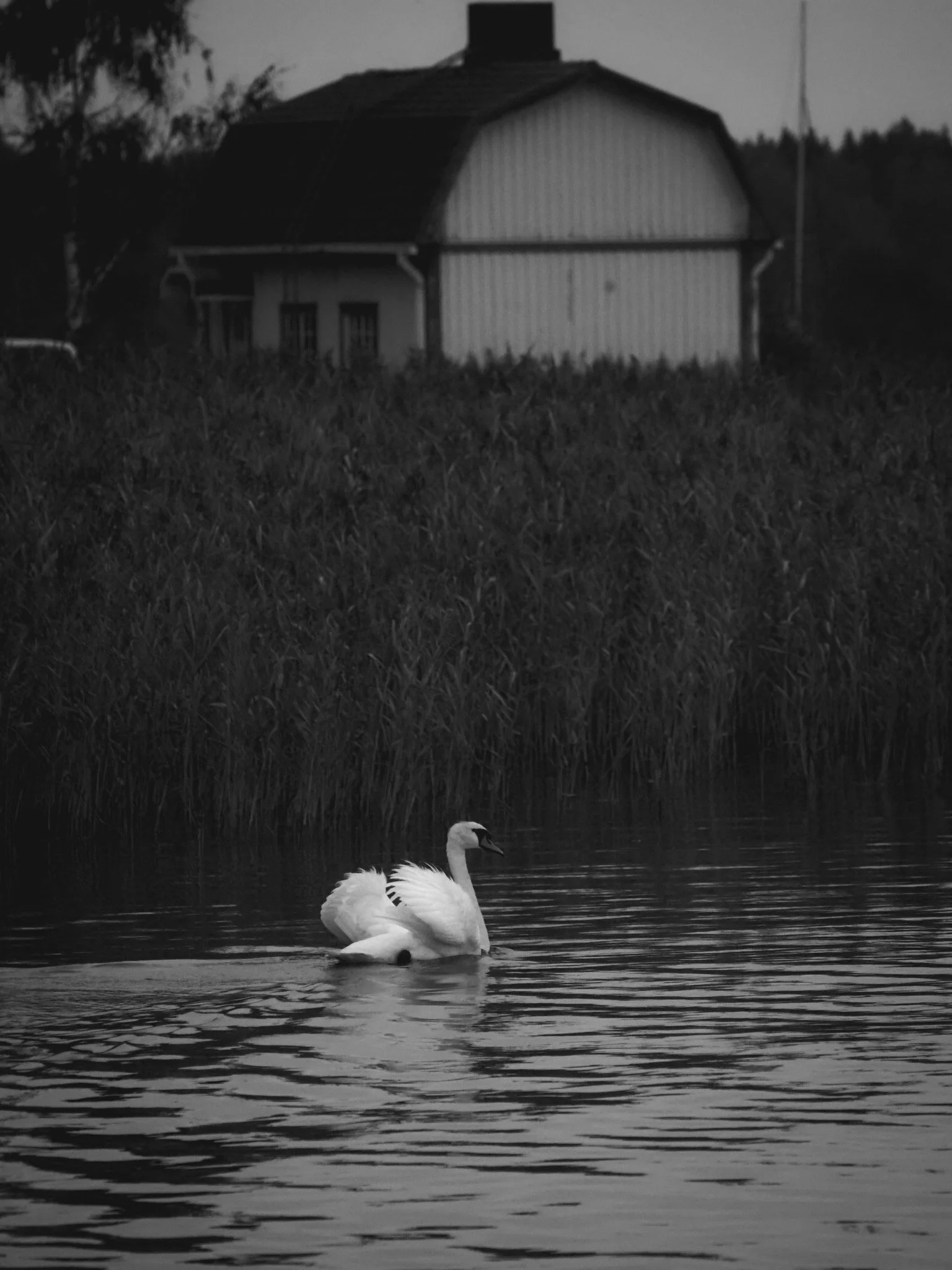 Joutsen järvellä, taustalla talo ja kaislikkoa, mustavalkoinen valokuva.