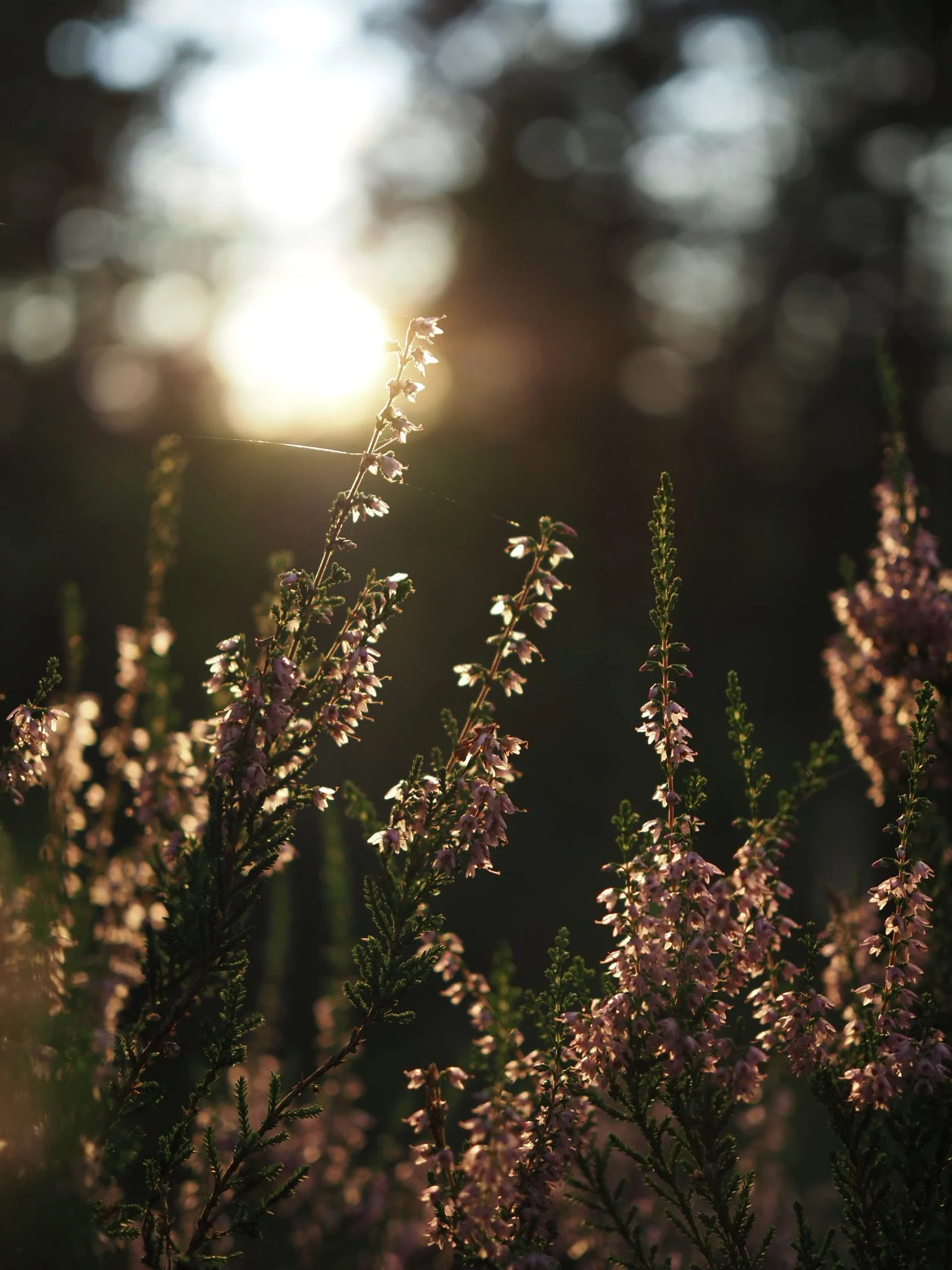 Kanervia auringonlaskussa metsässä.