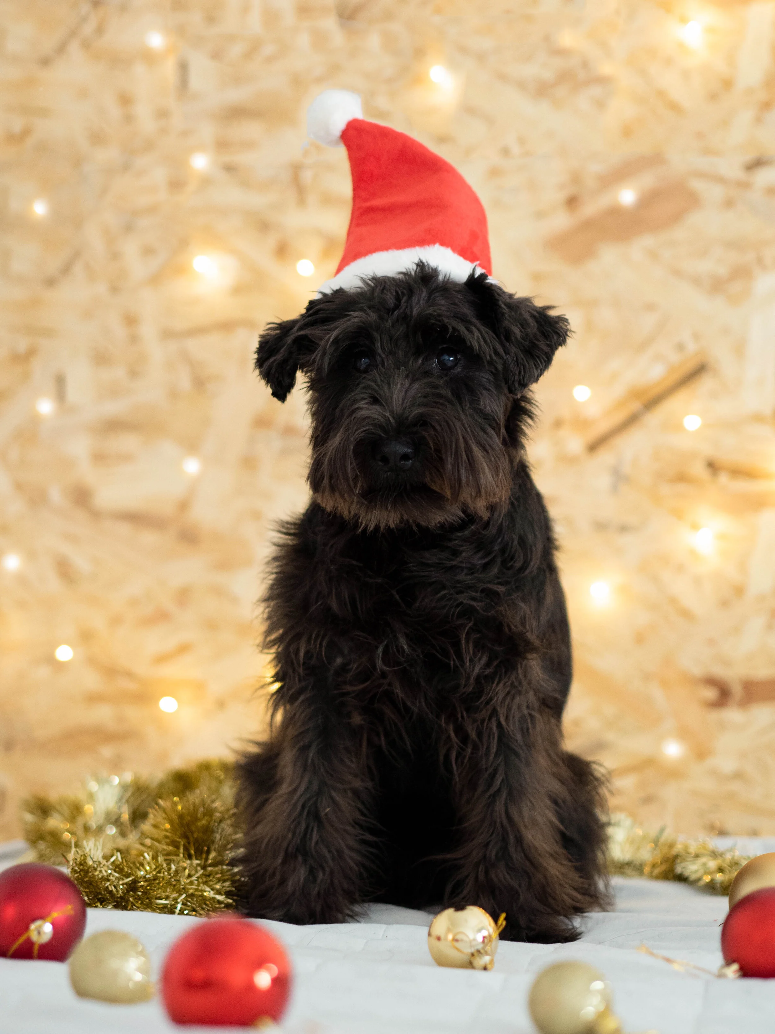 Koira joulupukin hatussa, jouluvalot taustalla, joulupalloja edessä.