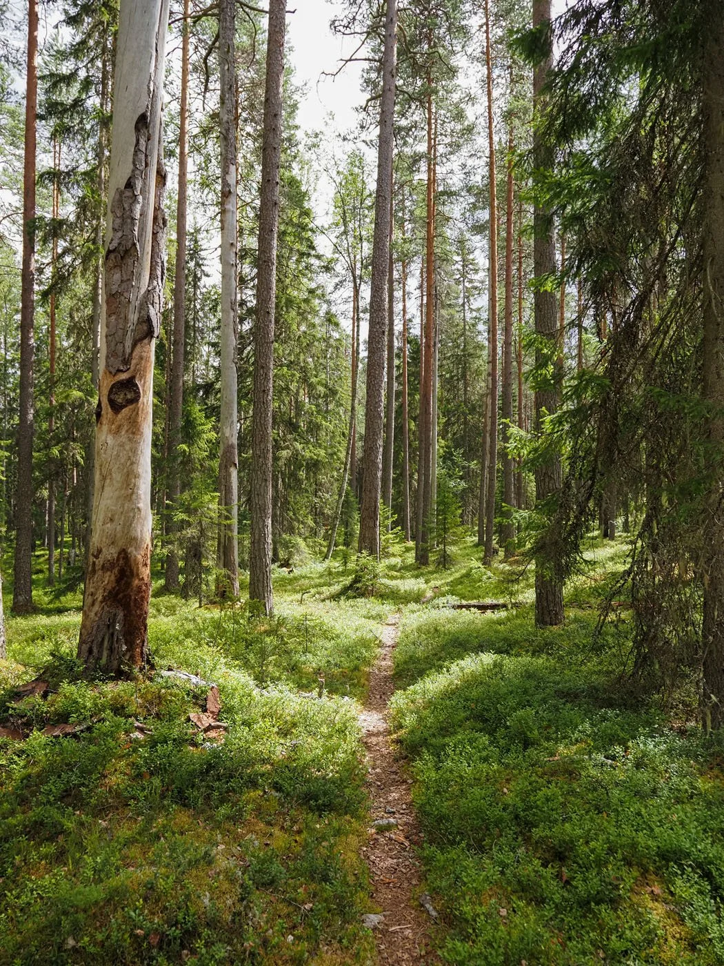 6. Kesä-Pyhä-häkki kopio.jpg