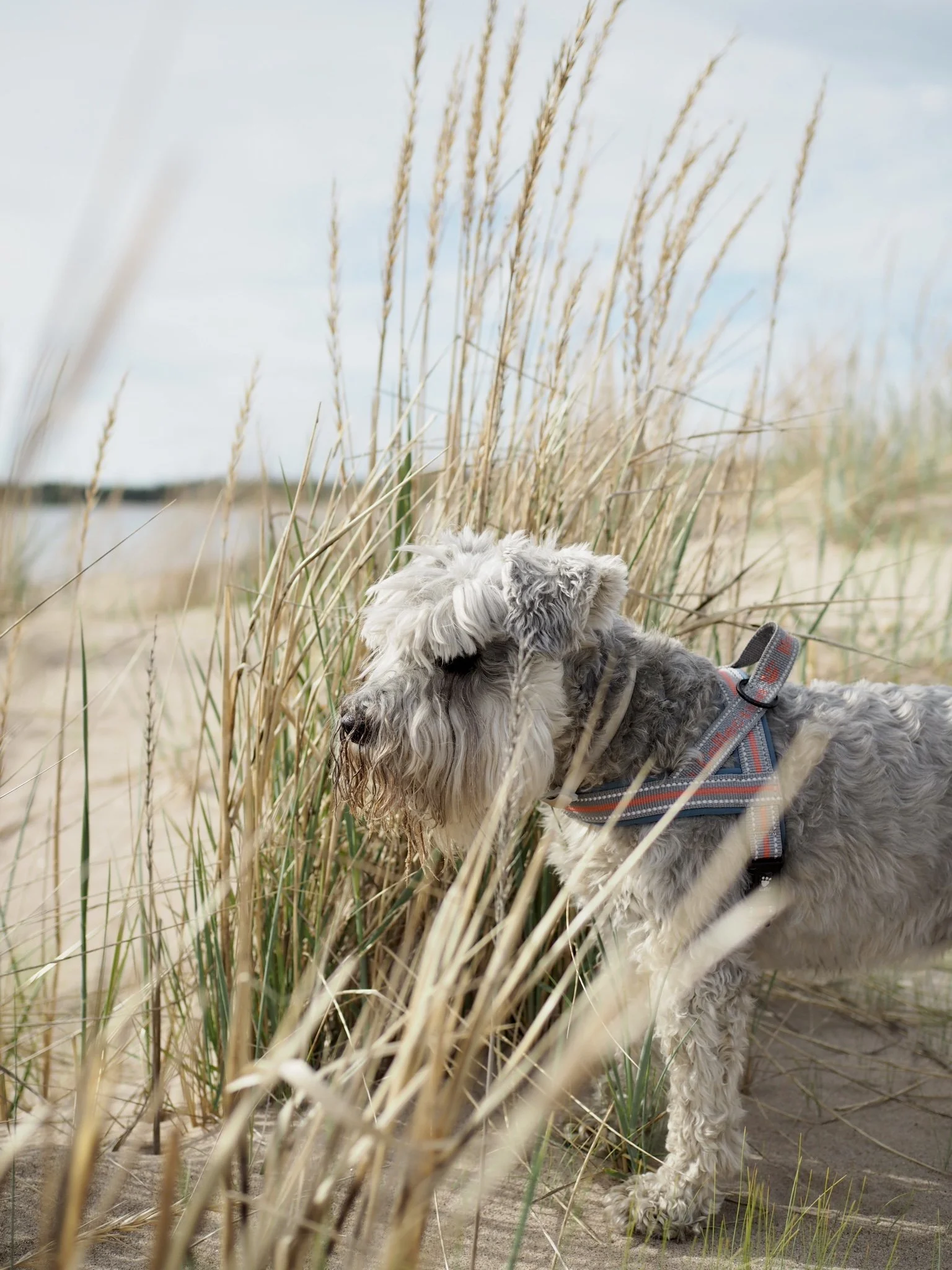 Koiranruohojen joukossa rannalla seisova harmaa koira valjaissa.
