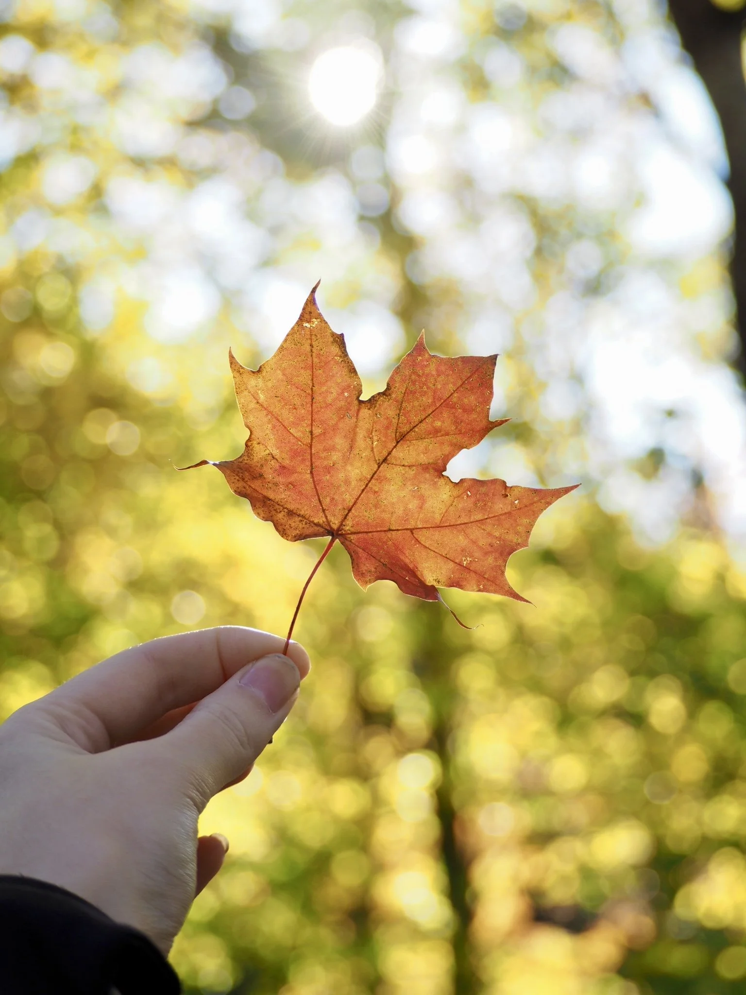 Henkilö pitelee syksyistä vaahteranlehteä käsissään, taustalla auringonvalo ja sumennettu metsämaisema.
