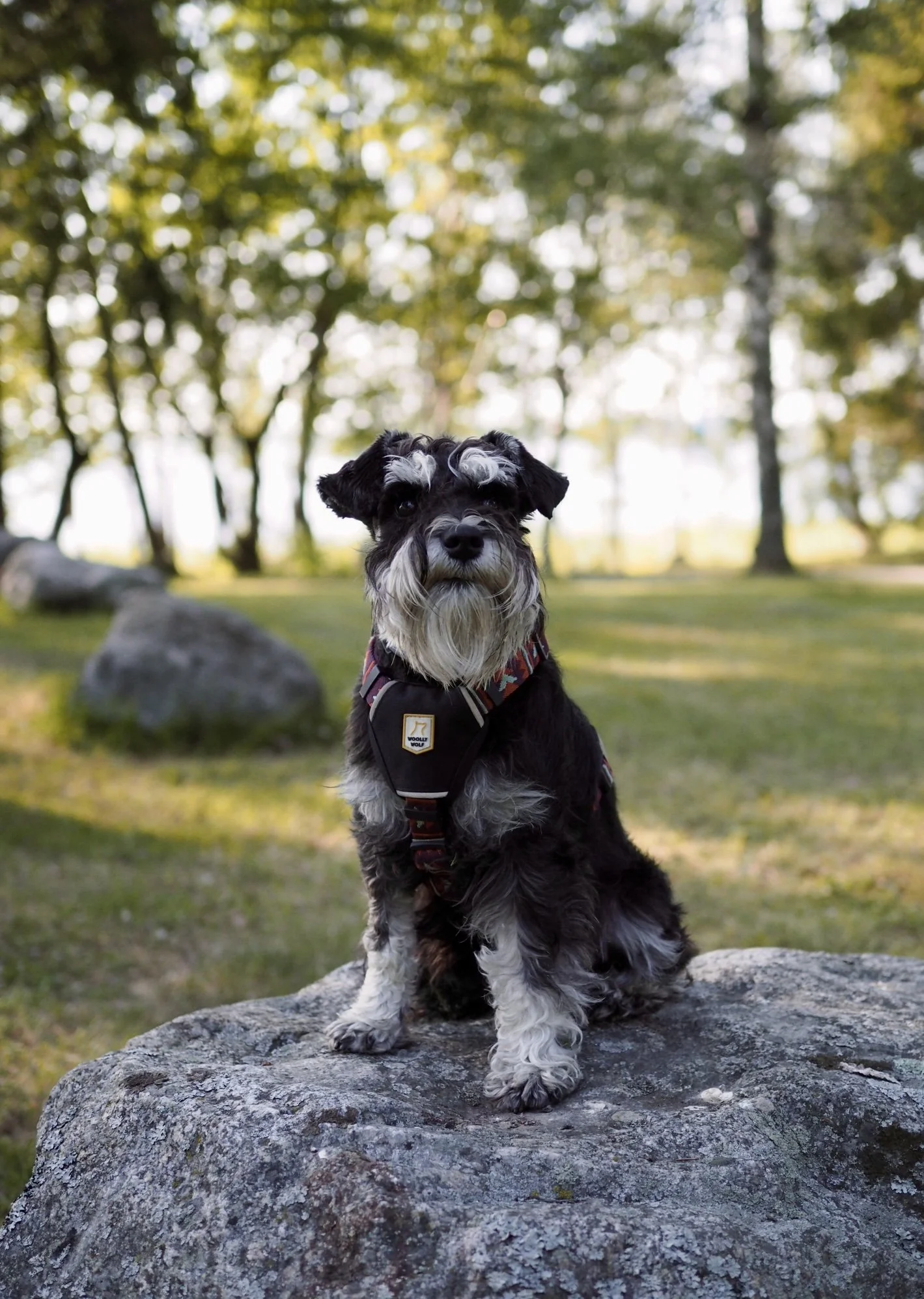 Koira istuu kiven päällä puistossa, taustalla näkyy puita ja nurmikkoa.