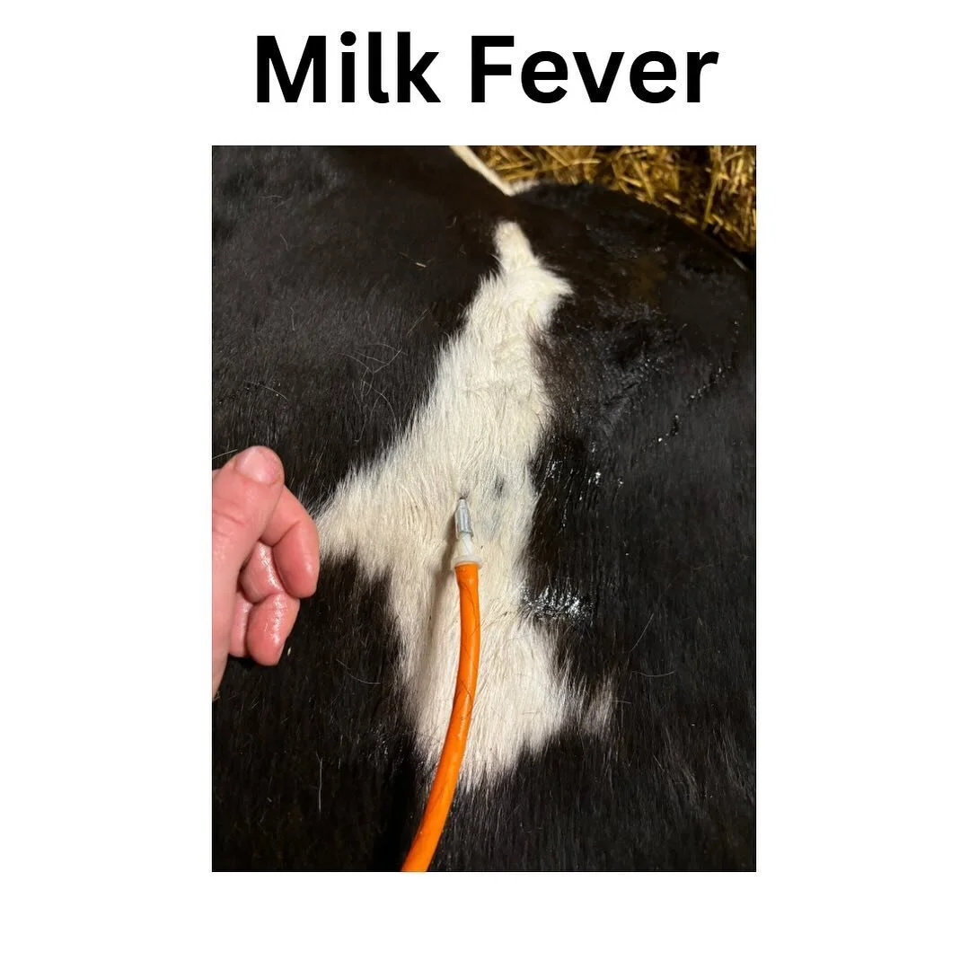 🥛 Milk Fever 🩺

At the start of lactation a cow&rsquo;s demand for calcium increases significantly. When there isn&rsquo;t enough in the bloodstream this leads to hypocalcaemia- milk fever- a disease which affects 5-10% of cows, but up to 34% of so