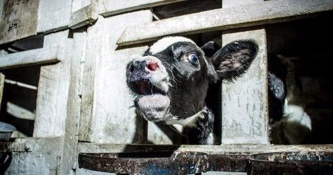 cropped-calf-used-for-dairy.jpg