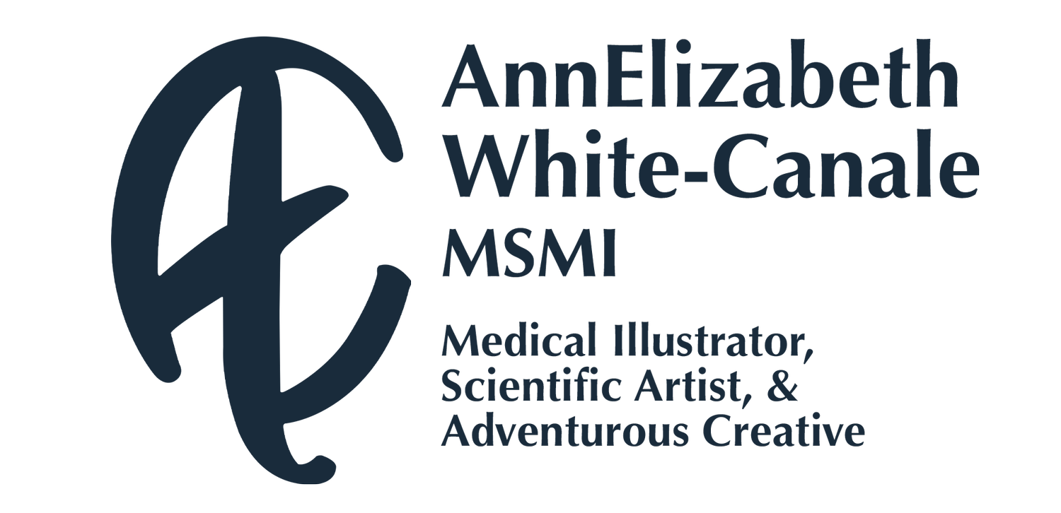 Custom-made medical, scientific, and fine art illustrations, diagrams, and animation services.