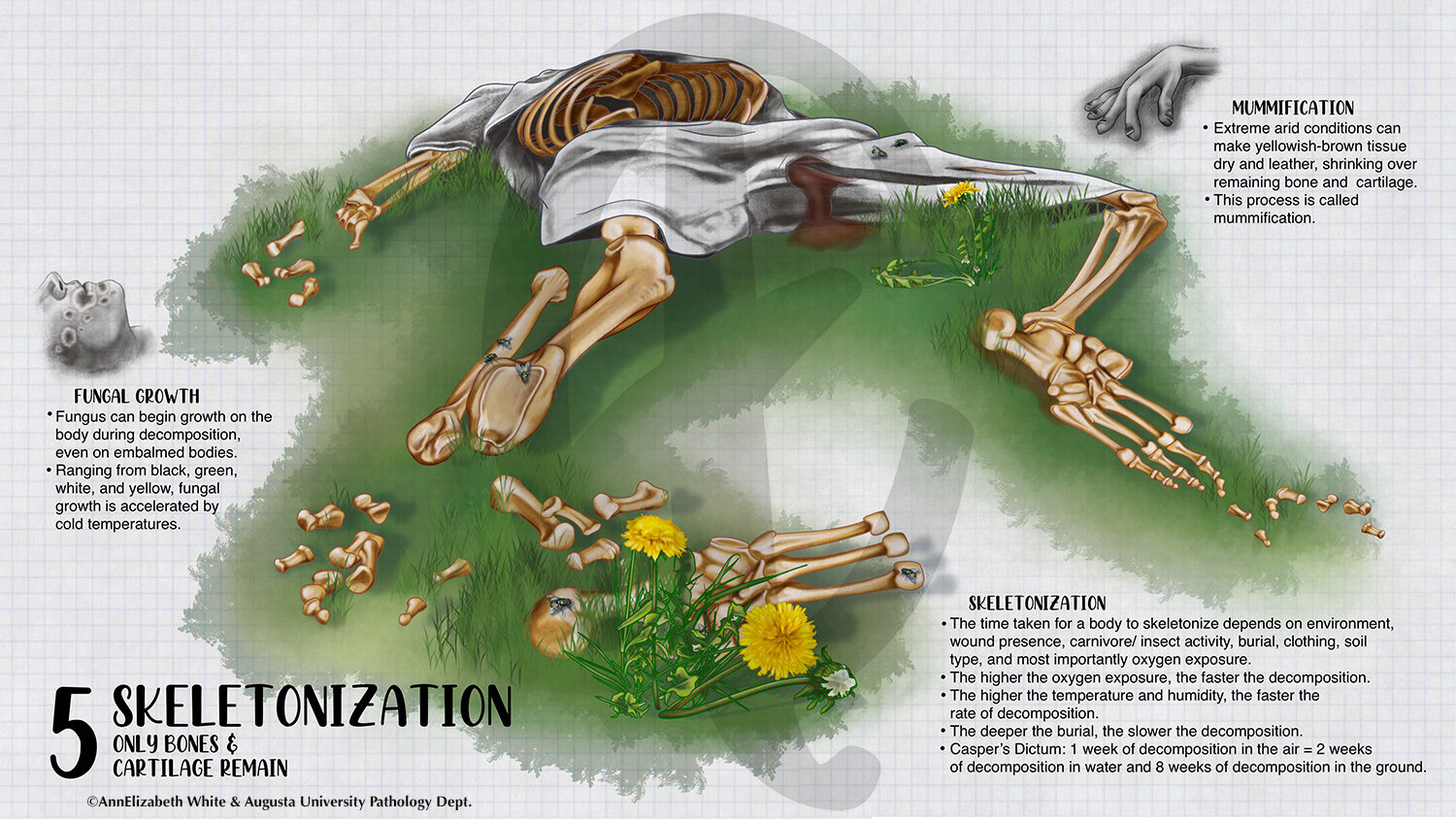 stages of decaying human body