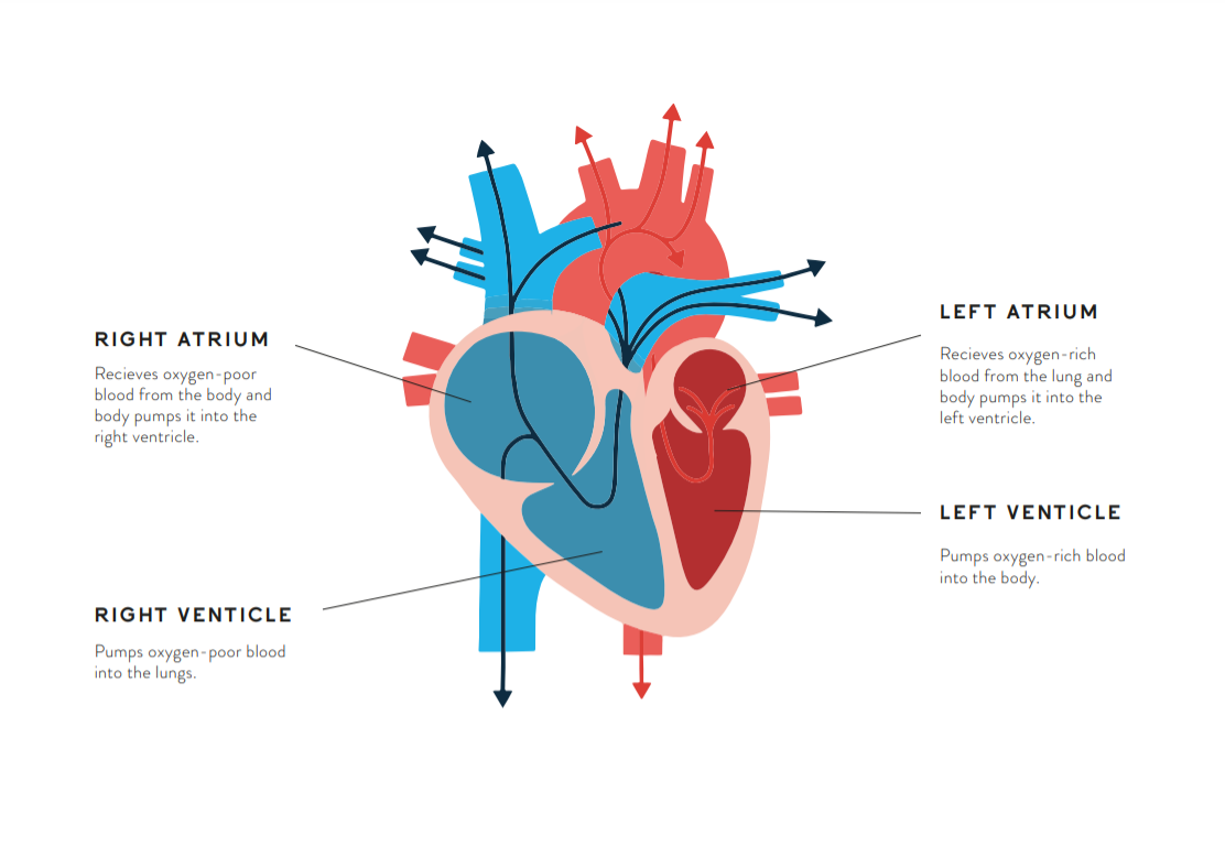 How the heart works — Jay's Aim