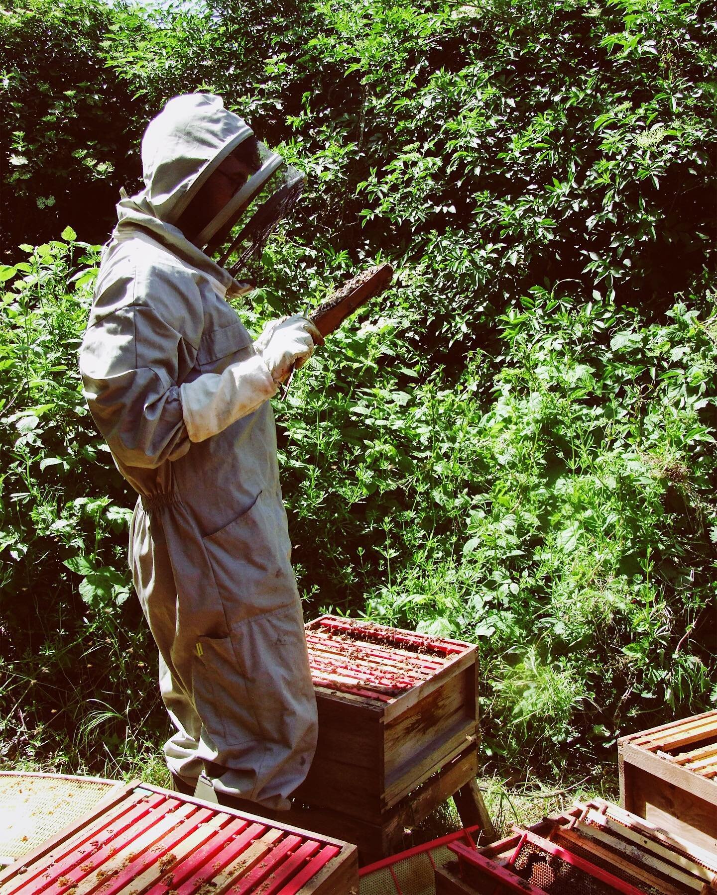 Bee season is in full swing again which meant another busy weekend checking out our hives. 👀 We had to split out our Greenwich hives as they&rsquo;ve gotten so busy there&rsquo;s not enough space for all of our bees! #savethebees #londonbeekeeper 🐝