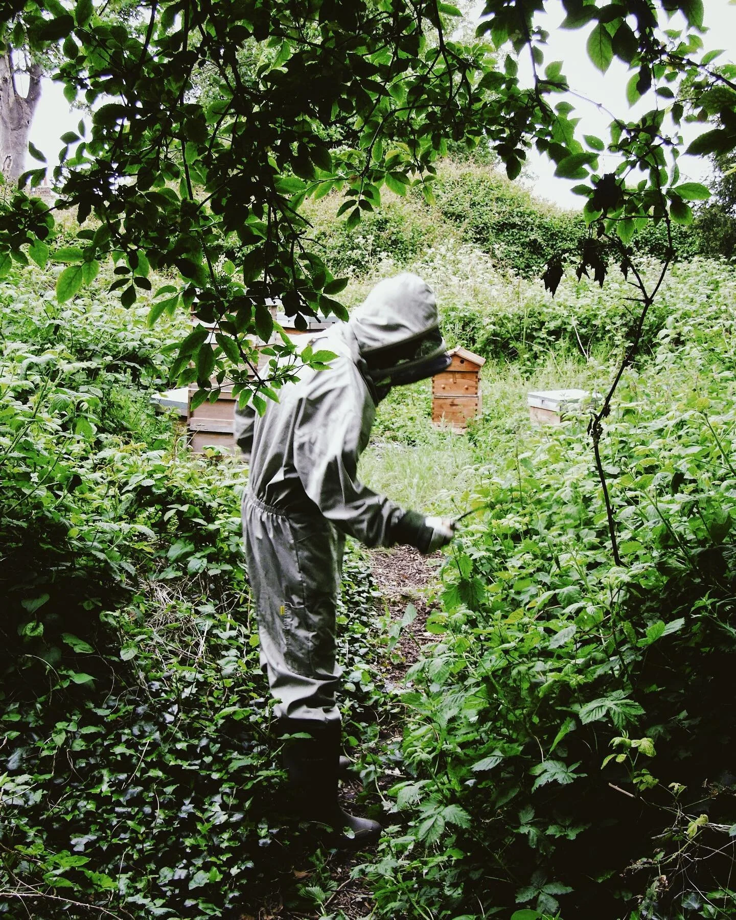 A few weeks of heavy spring rain have meant the path to the bee garden has become overgrown. 🌱 Need to scythe our way through the forest!