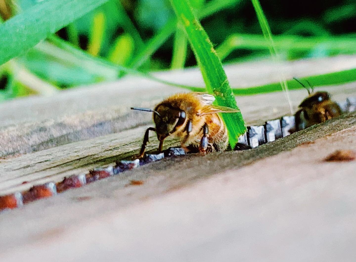 Little worker bee at our Greenwich apiary coming to say hello! 🐝 #savethebees