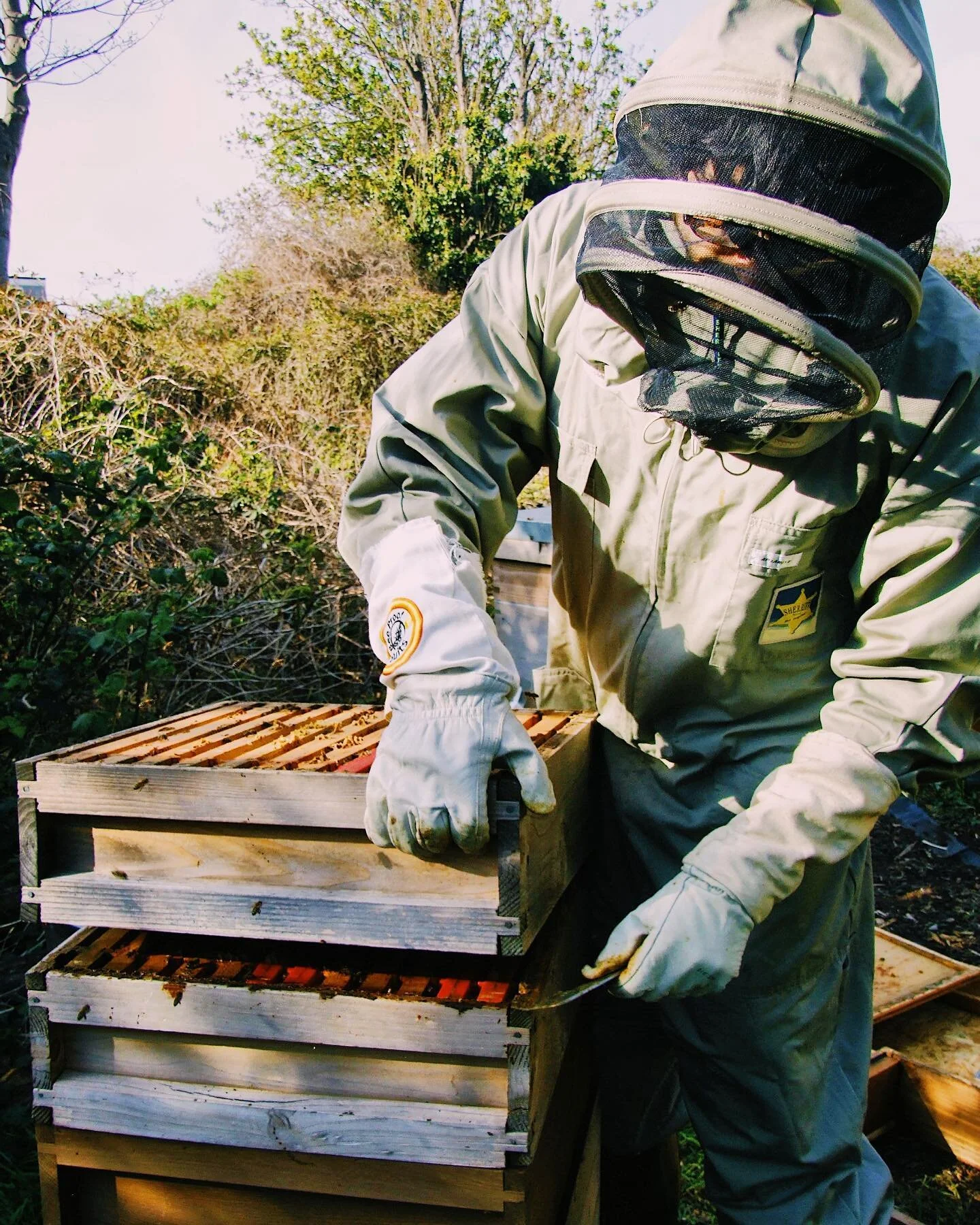 Each box contains LOTS of bees at work! When we are inspecting bees, we need to look carefully at each one to make sure they are healthy. If not, we need to play 🐝-doctor!