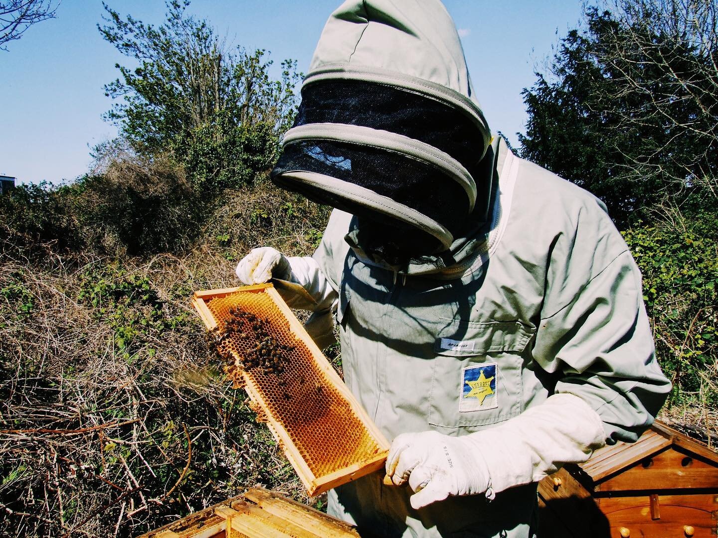 Bees busy at work making honey! 🍯 Our annual honey harvest makes enough supply to last us the year ✨ @bjsherriff