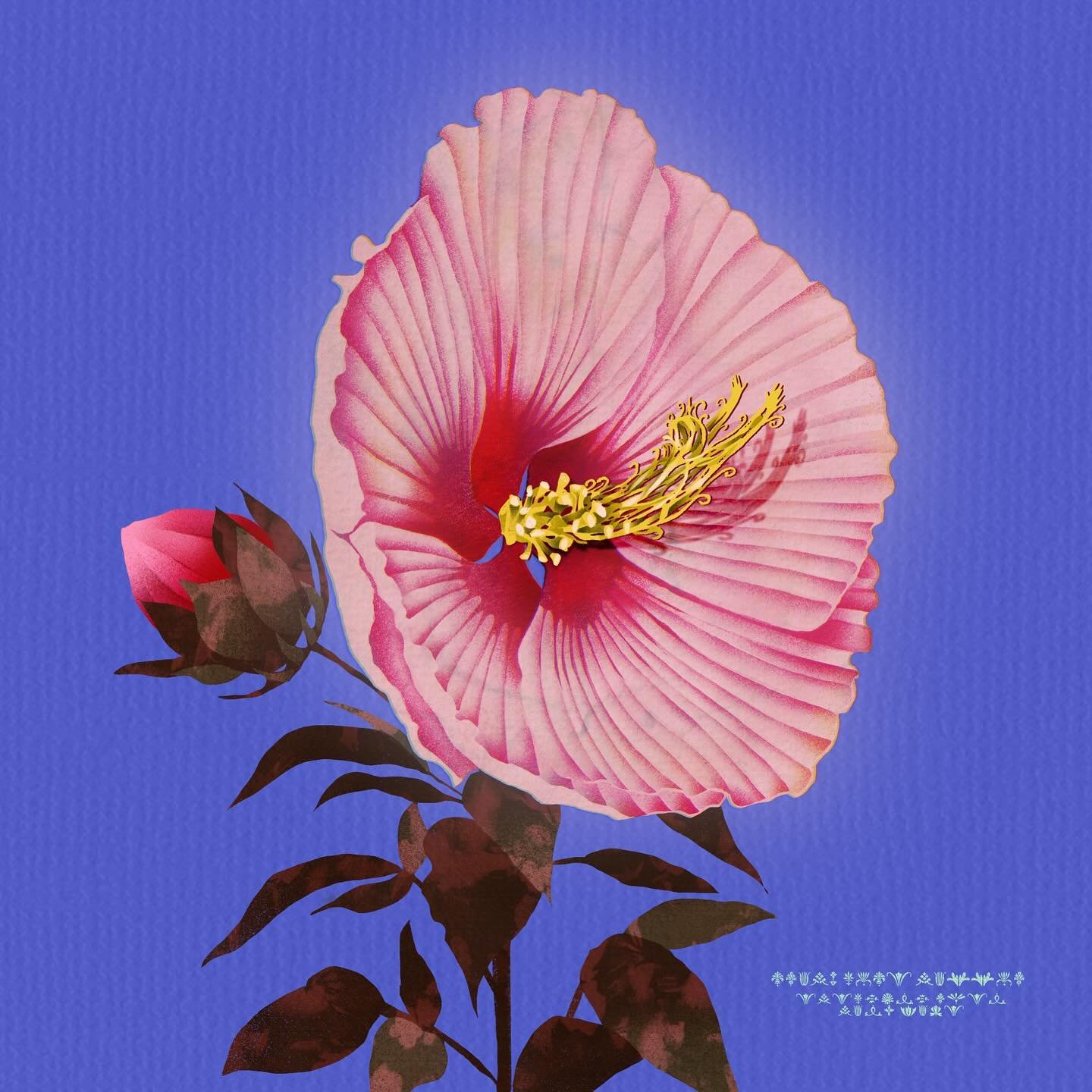 My fav swamp rose mallow and my new code language.. bodoni ornaments 🙂&zwj;↕️🌸

Starting 2025 with audiobooks which means I can draw and &ldquo;read&rdquo; at the same time!! A quick drawing to occupy myself 

#womenofillustration #procreate #swamp