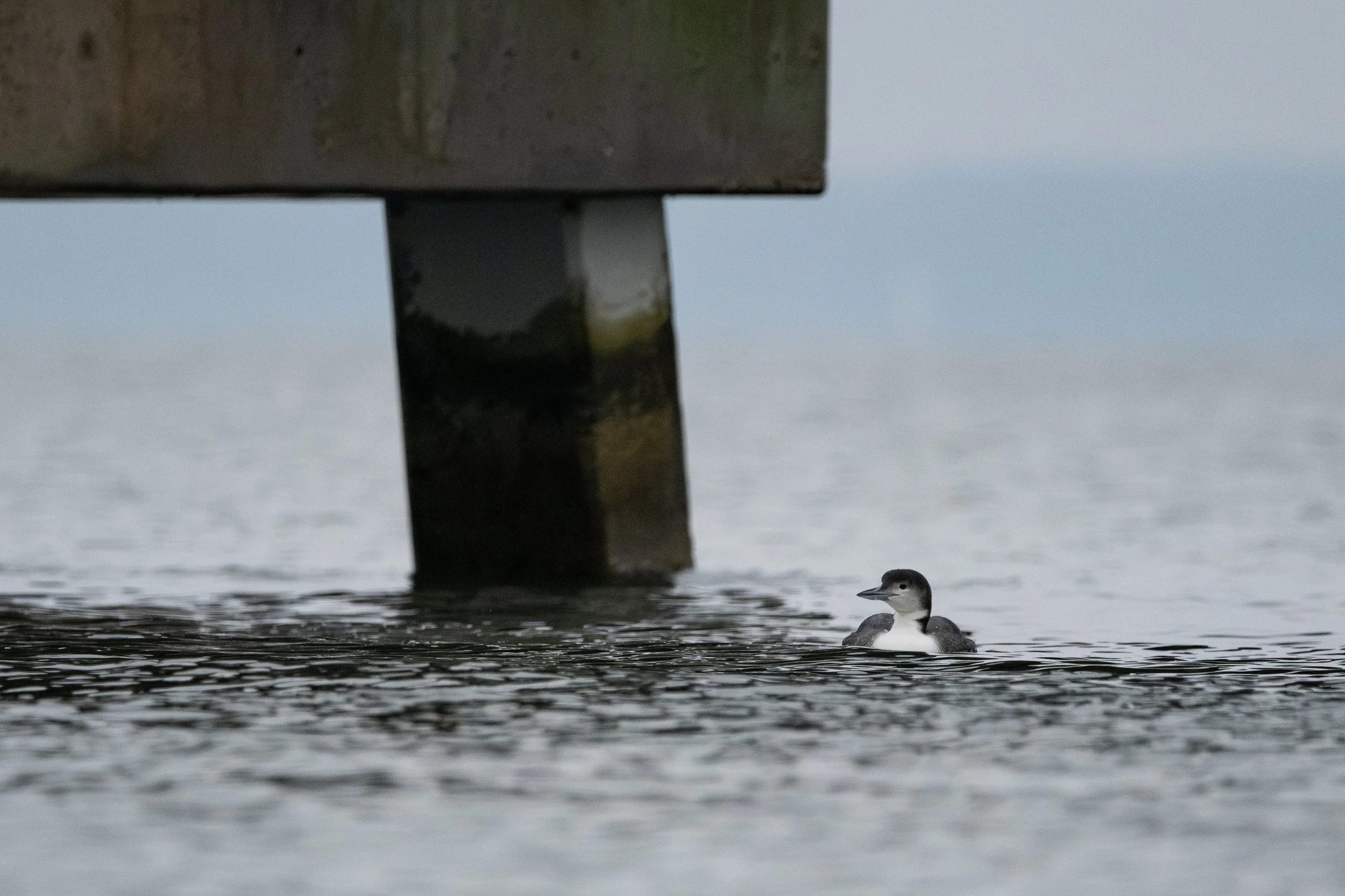 Birds Common Loon by Christopher Michael.jpeg