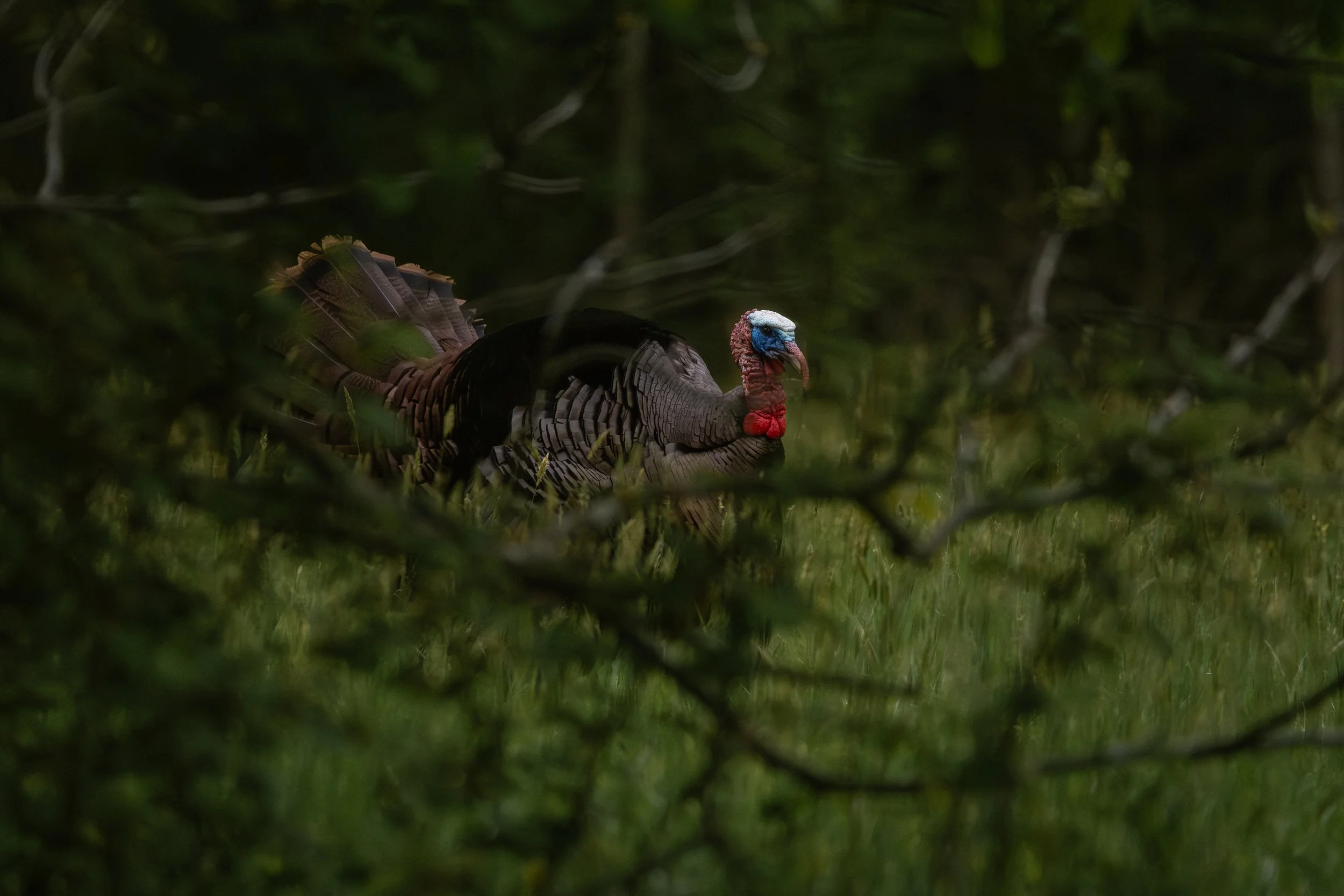 Birds Strutting Tom by Christopher Michael.jpeg