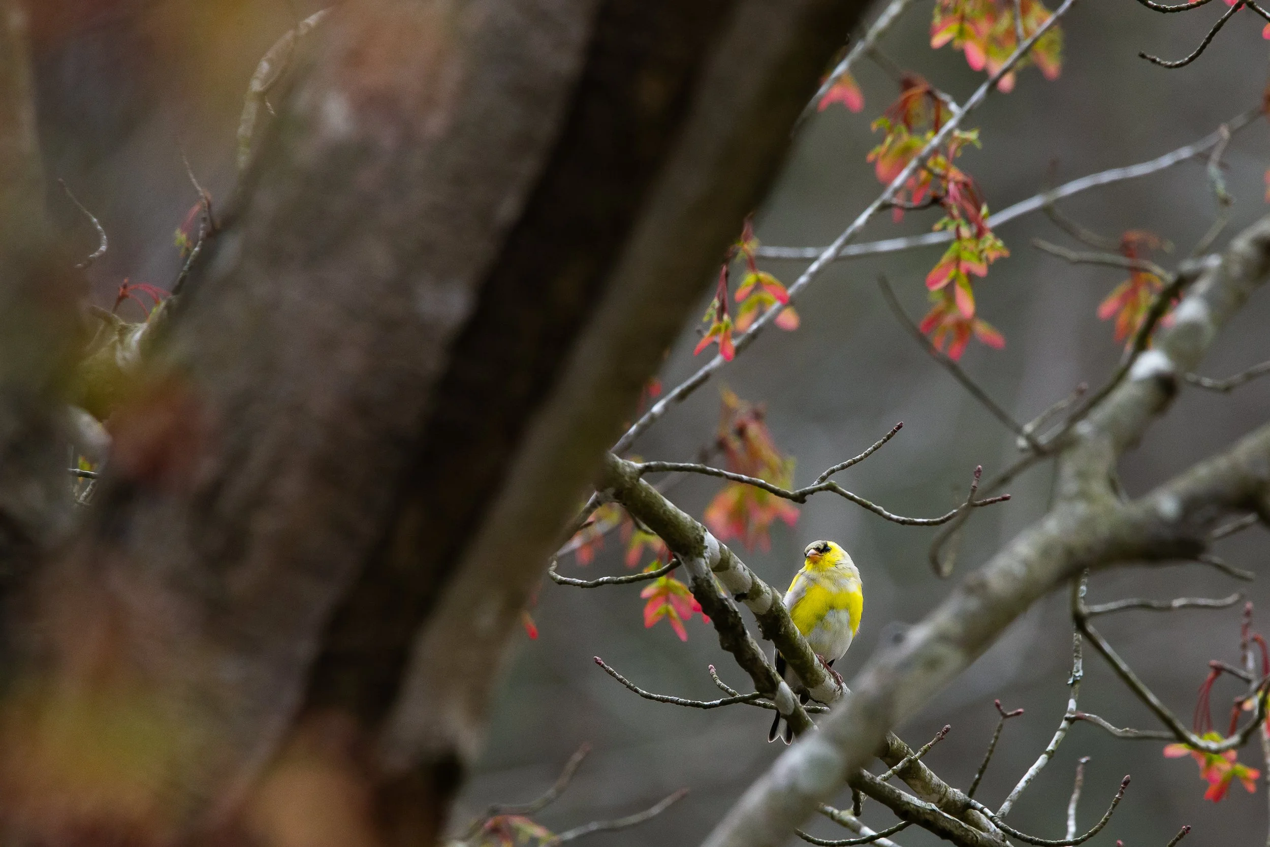 Birds Molting Gold finch by Christopher Michael.jpeg
