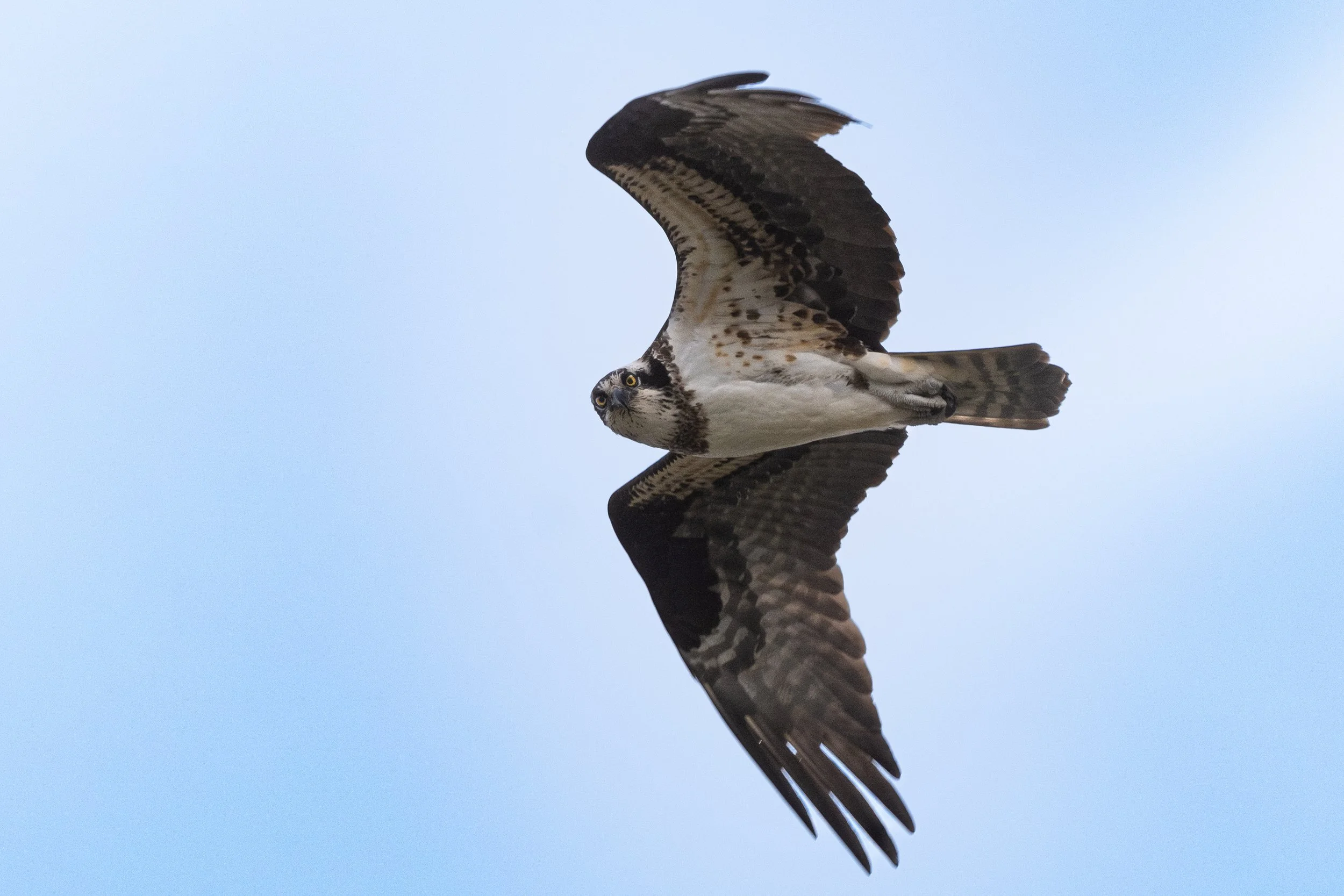 Birds Osprey Stare by Christopher Michael.jpeg