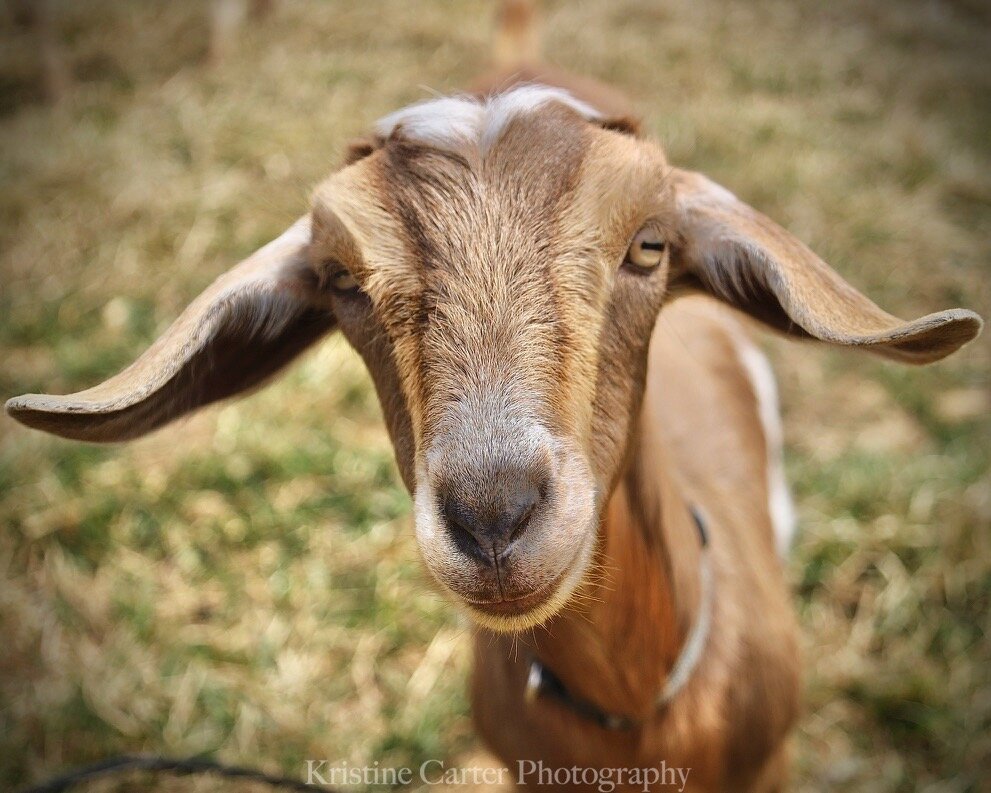 Mini-nubian-goat-face-hannah-skipwillow-farm.jpeg
