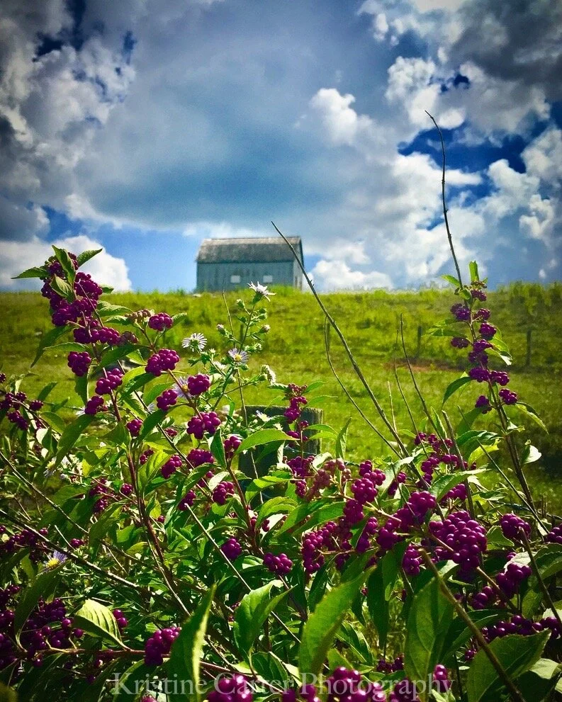 barn-berries-pasture-chestnut-ridge-farm.jpeg