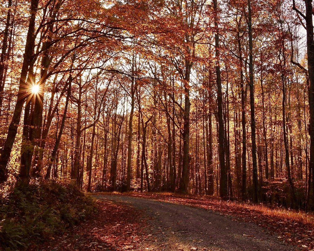 red-leaves-fall-country-lane-Kristine-Carter-Photography..jpg