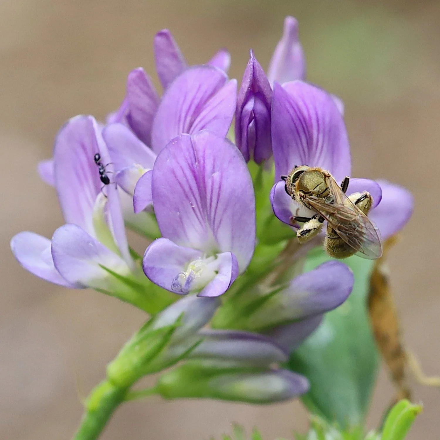 Alfafa-flowers-closeup-with-bee-Ital-Acres.jpg