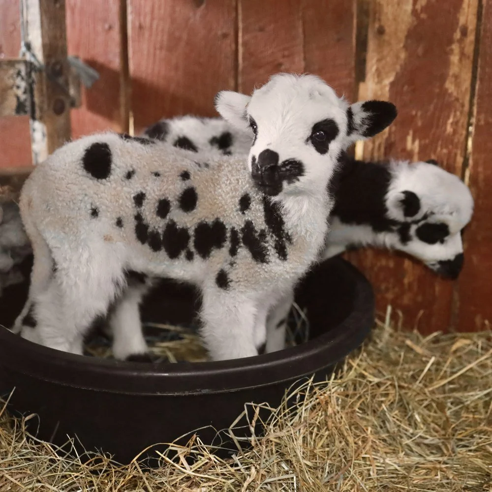 baby-twin-sheep-in-water-bowl-Chestnut-Ridge-Farm-Kristine-Carter-Photography.jpg
