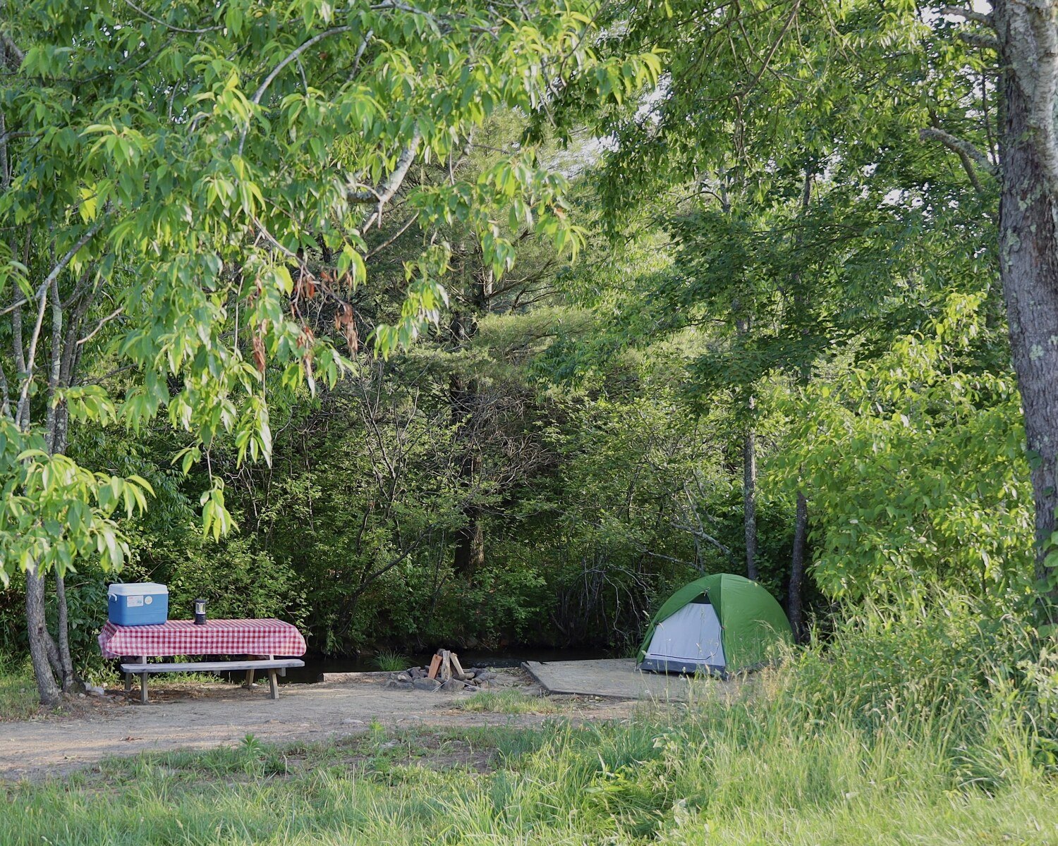 Campsite with a green tent and picnic table covered with a red checkered tablecloth and a cooler, surrounded by lush green trees.