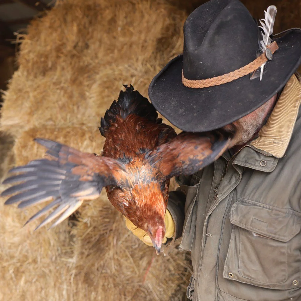 farmer-Mr.-Martin-with-chicken-Chestnut-Ridge-Farm-Kristine-Carter-Photography.jpg