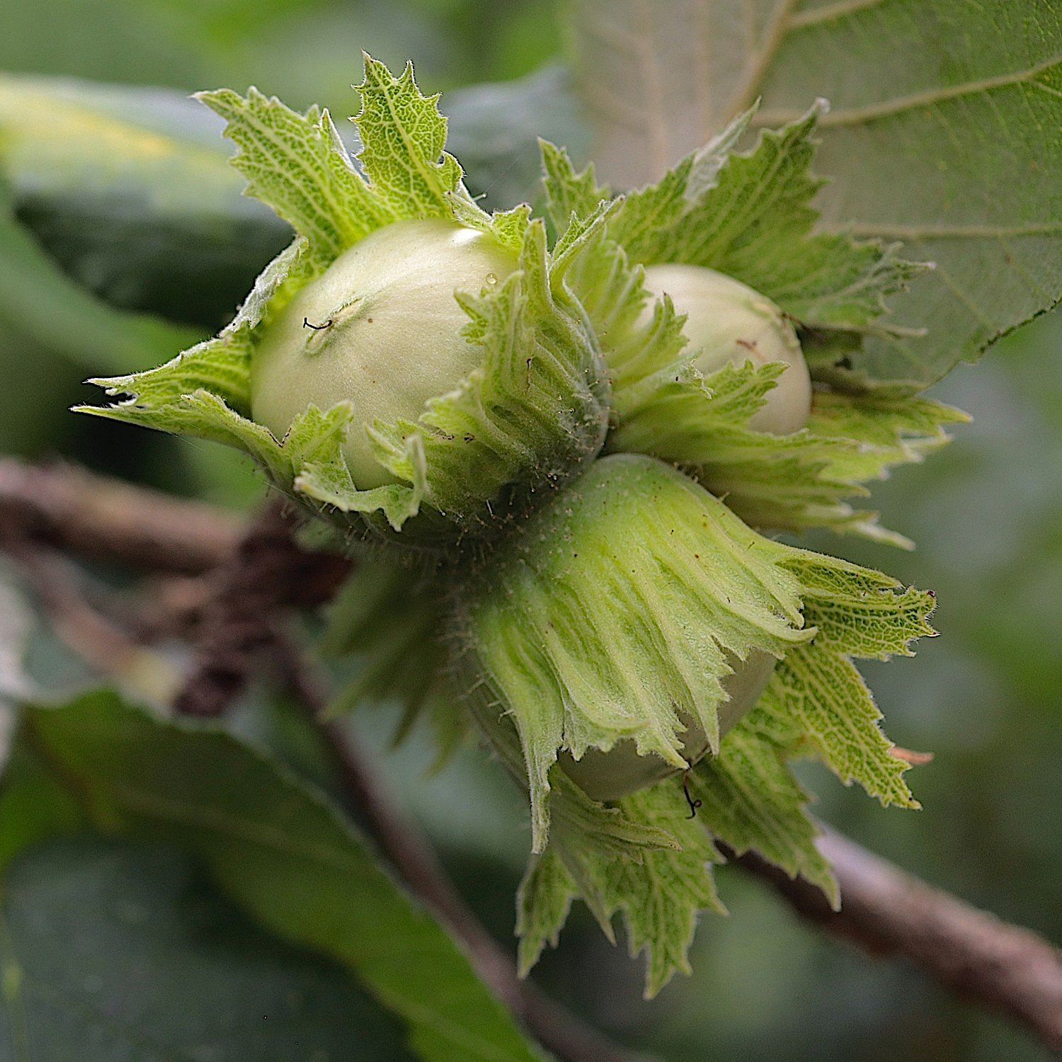 hazelnut-closeup-square-Ital-Acres.jpg