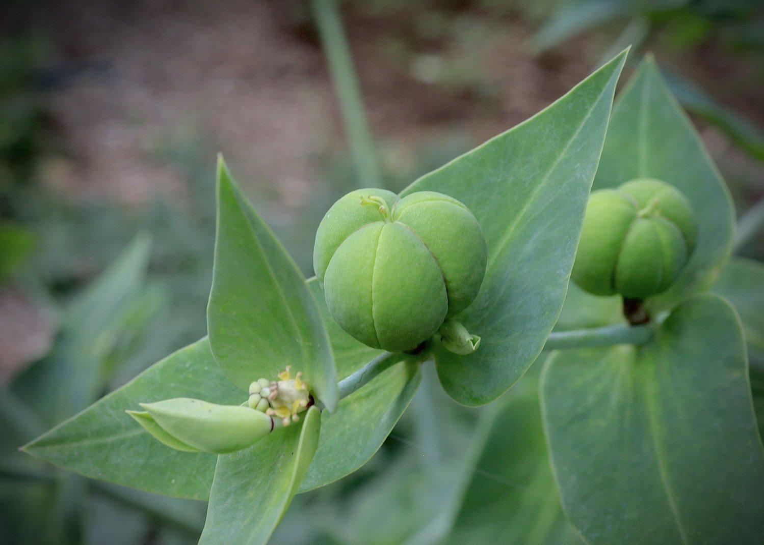 ?spurge-fruit-macro-Ital-Acres.jpg
