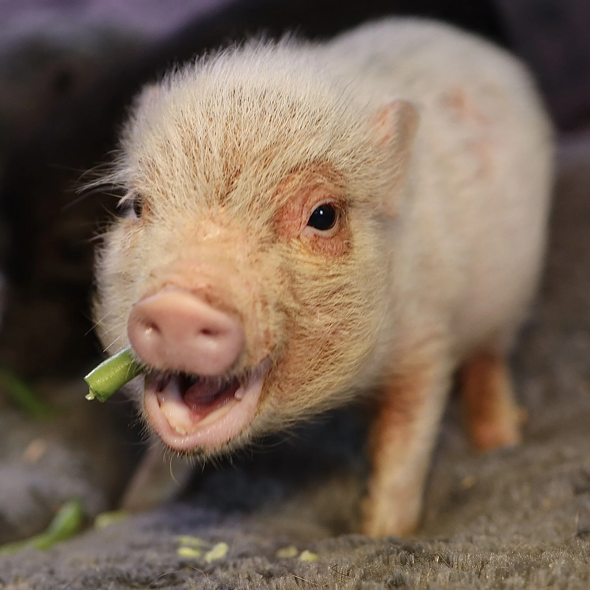 Close-up of a piglet eating a green bean