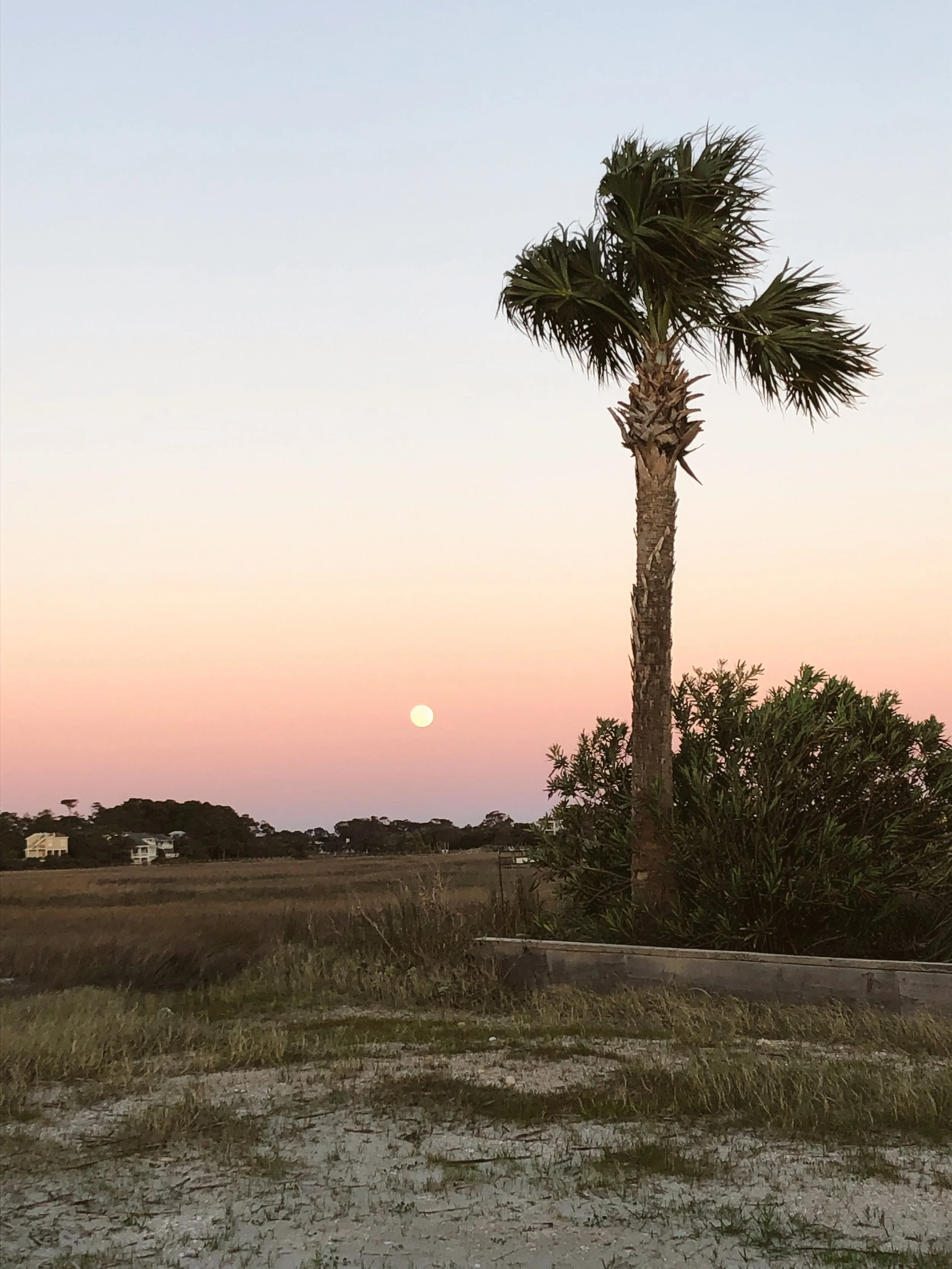 Fripp Island Sunset with Palm Tree