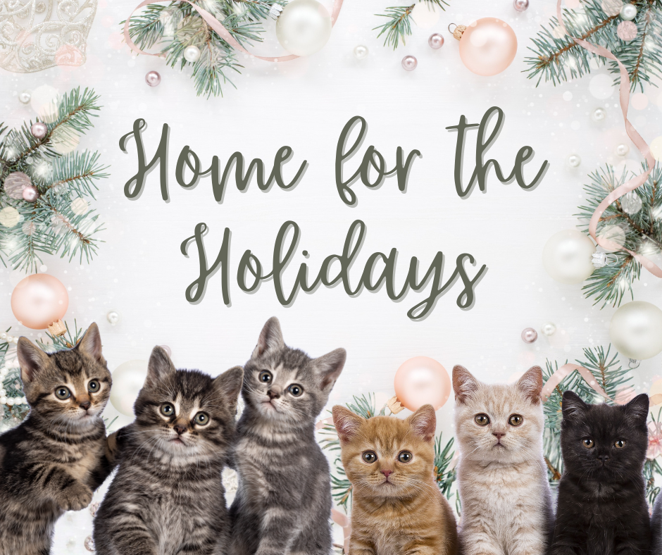 Home for the Holidays: Kitten Adoption Event