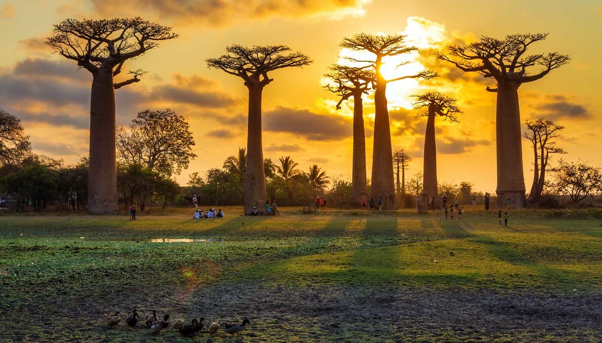 baobab_madagascar_th_1217.jpg