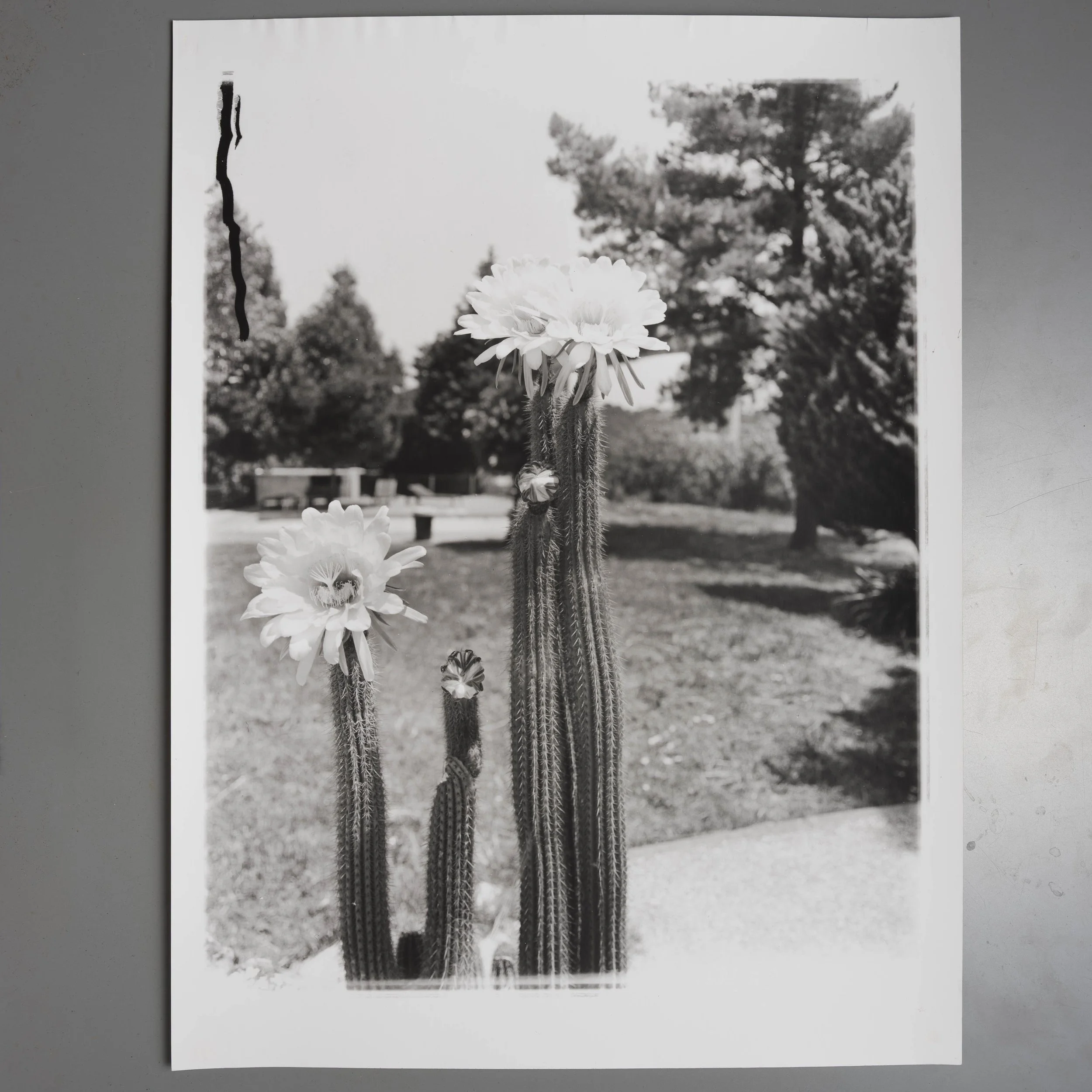 Cactus Flower