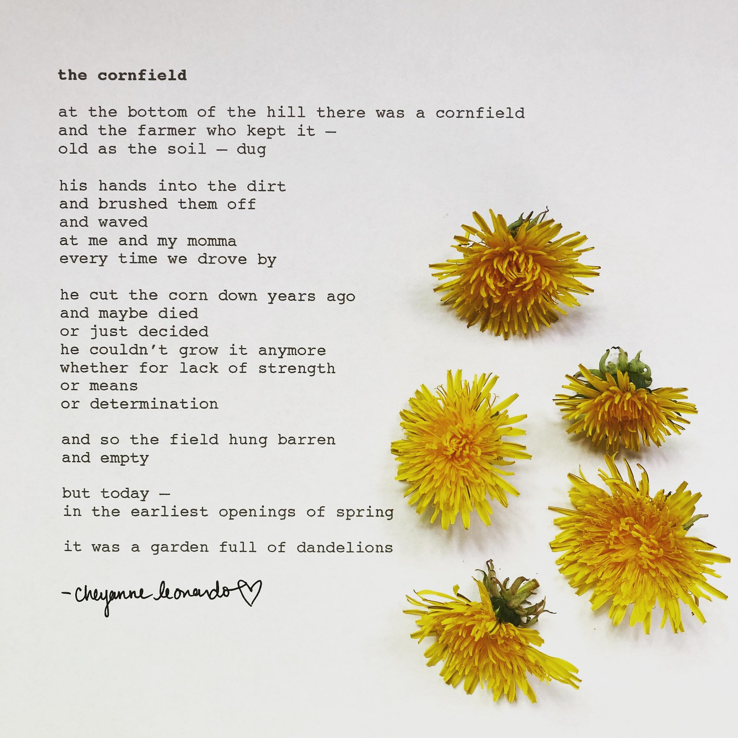 hey dandelions! heads up: we are hoping to open submissions as early as THIS MONDAY! keep your eyes open for our announcement. in the meantime, enjoy &lsquo;the cornfield&rsquo; by cheyanne leonardo 🌼
lots of love, and we wish you a good weekend!!! 