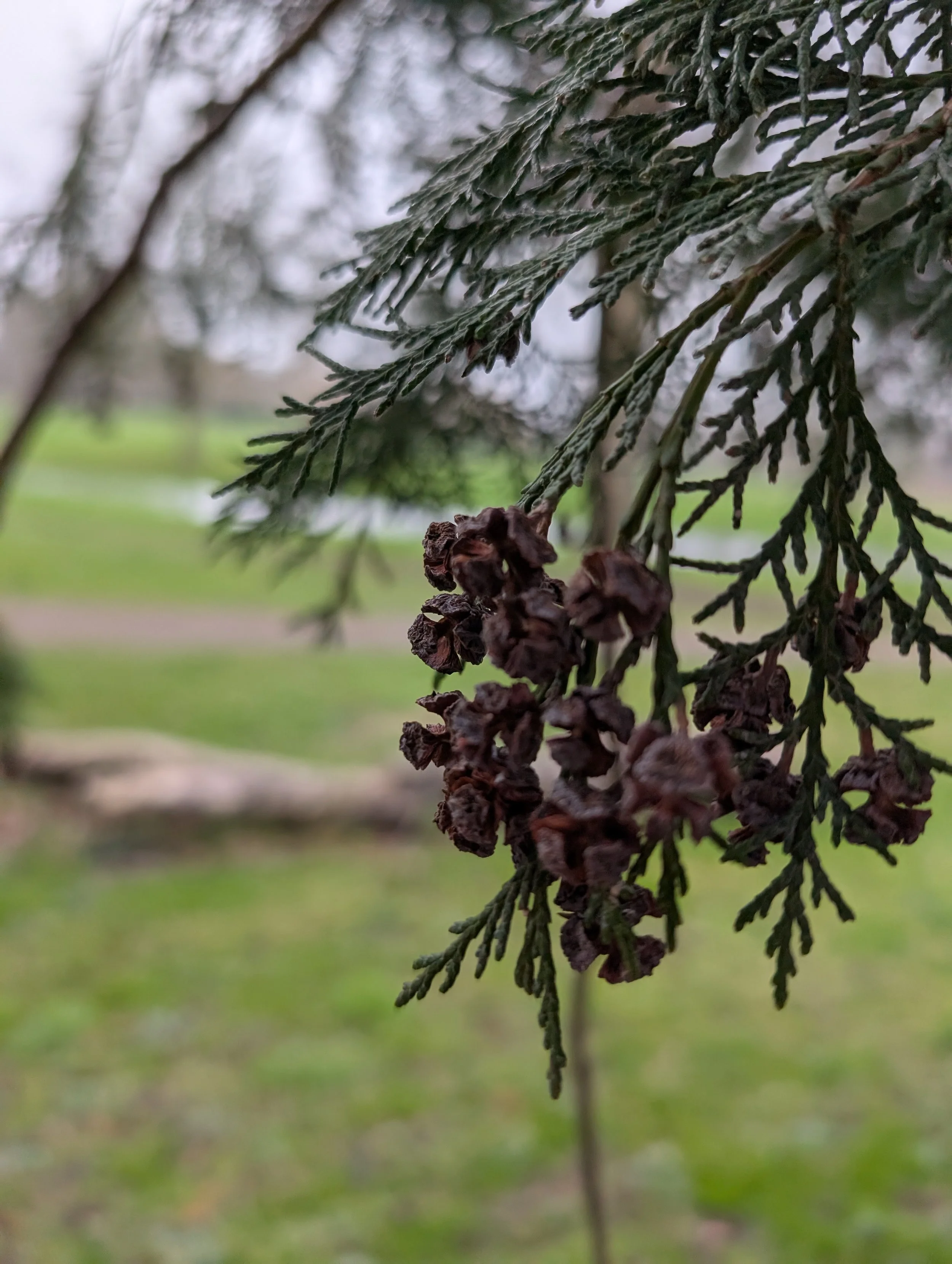 Tree surveys, species identification, quantified tree risk assessments and reports.